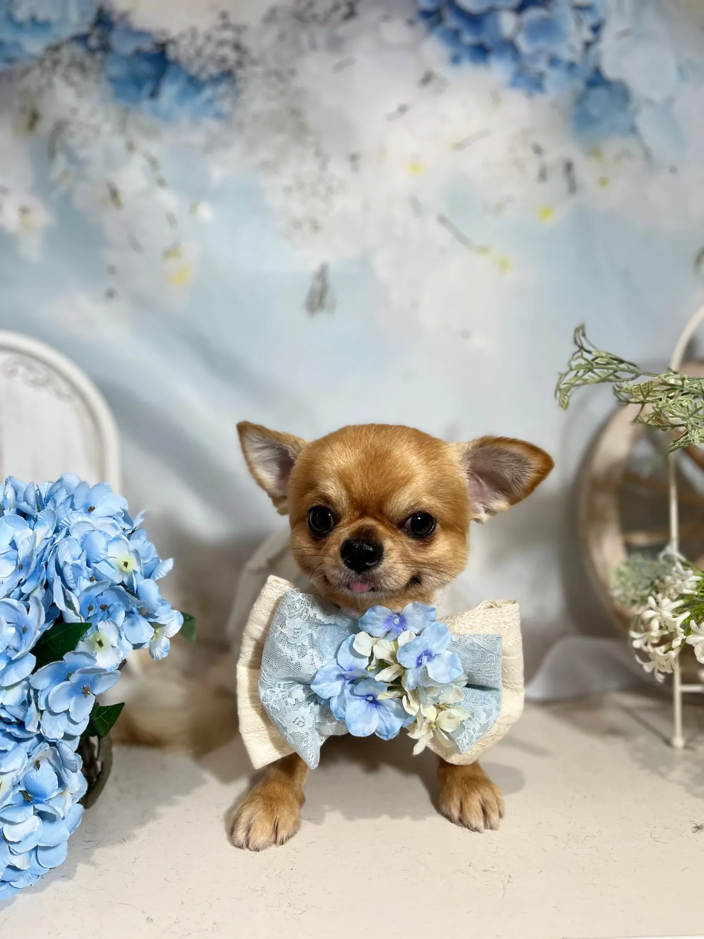 ウシワカマルくん