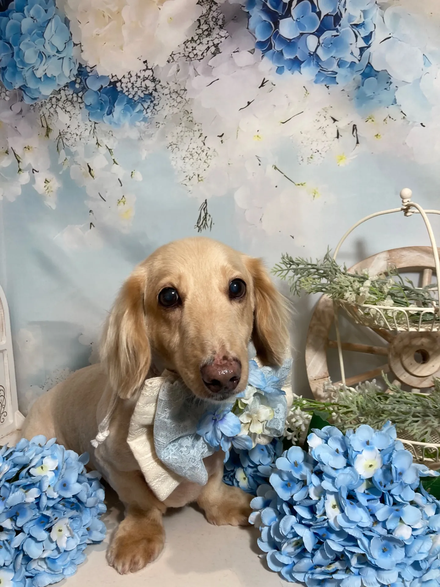 オオジロウくん