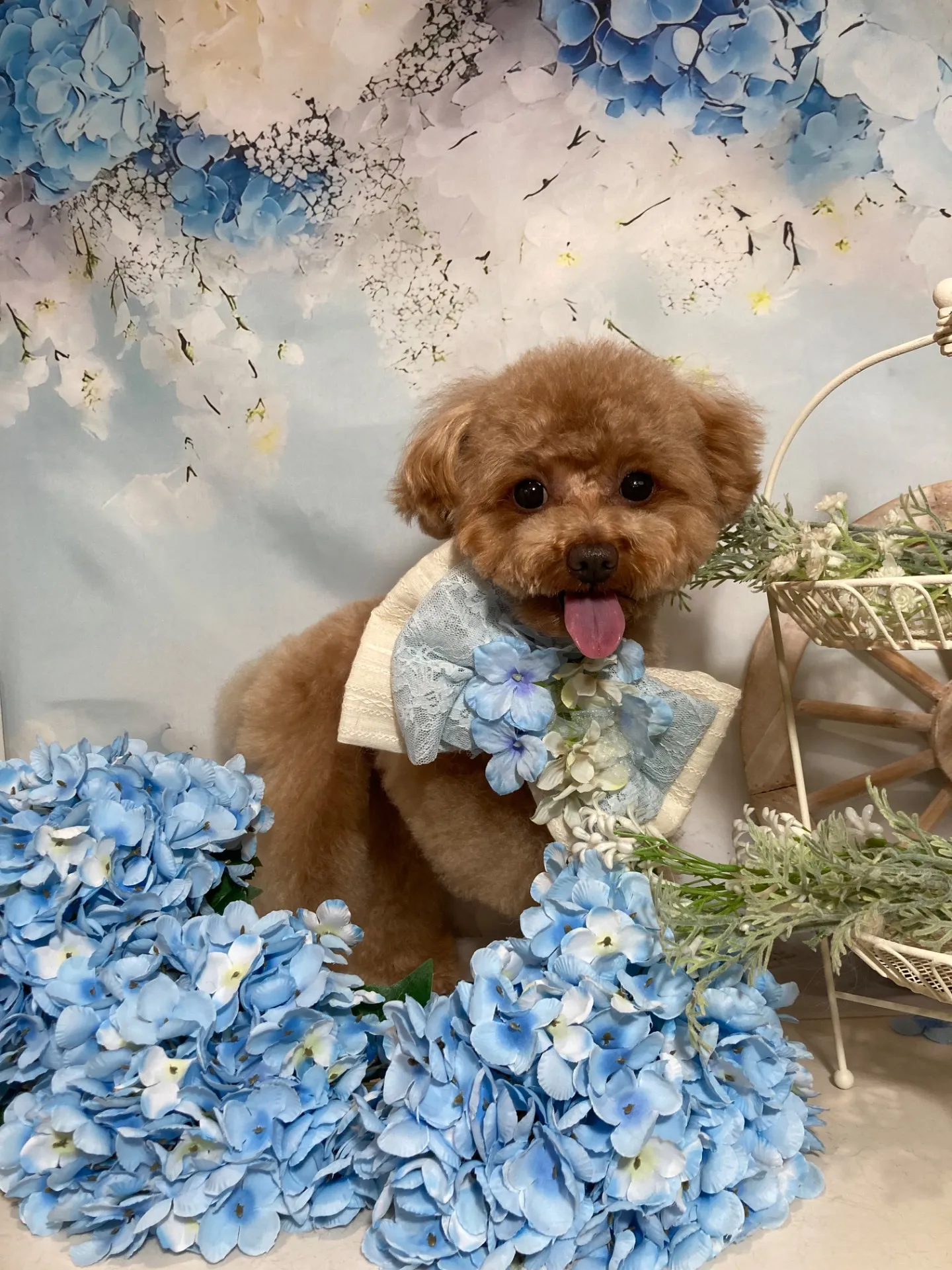 ビジューちゃん