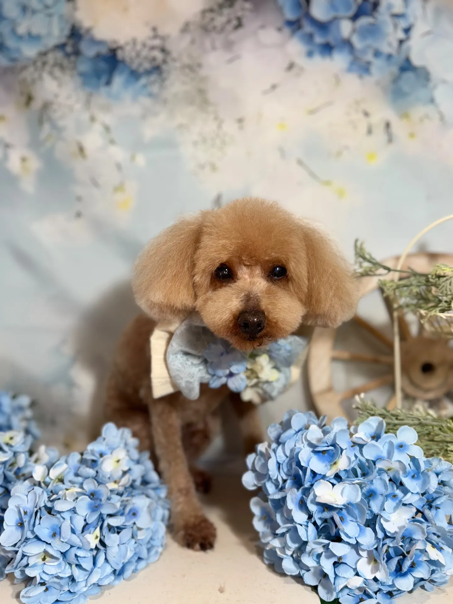 ハッピーちゃん