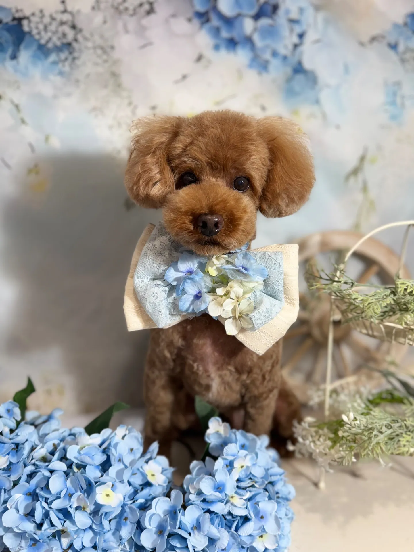 チャッピーくん