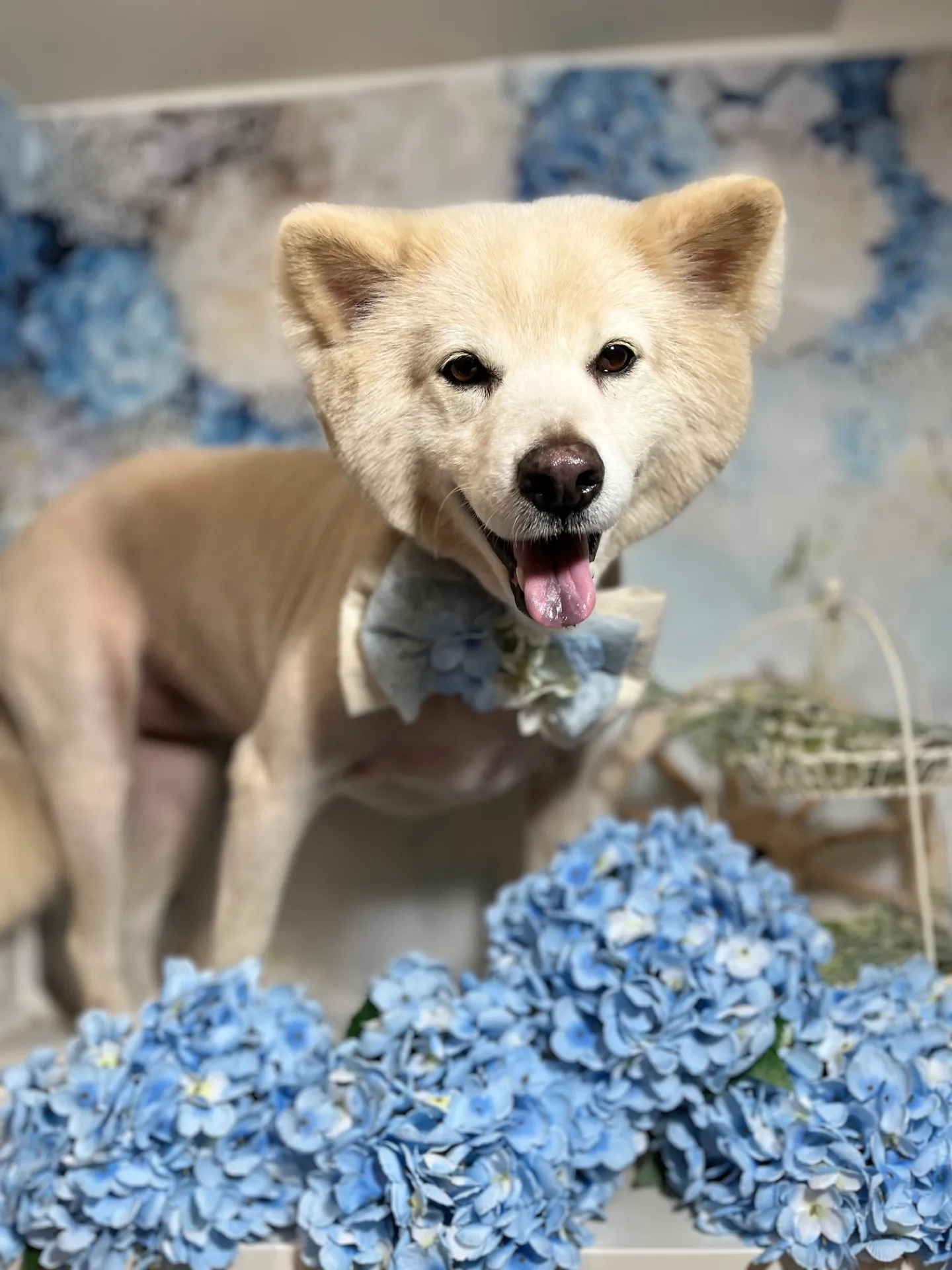 クリームちゃん