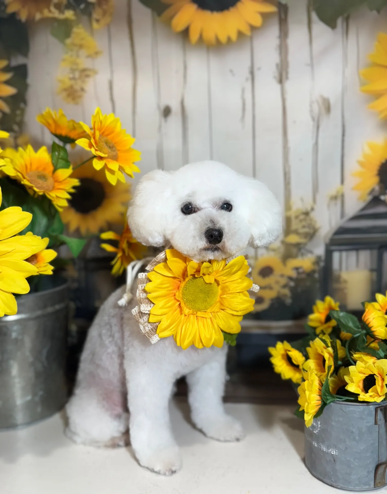 コットンちゃん