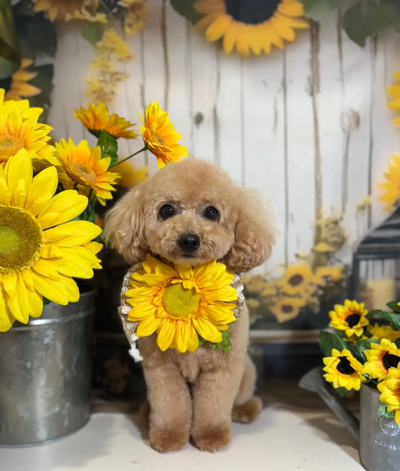 アンディちゃん