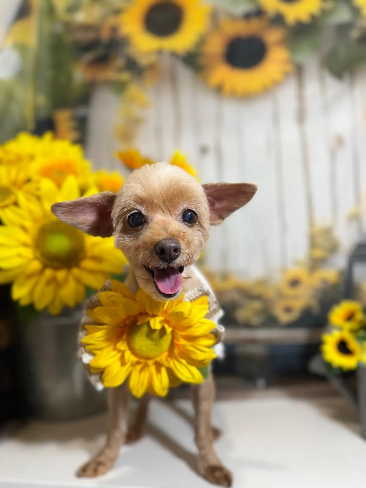 ティアラちゃん