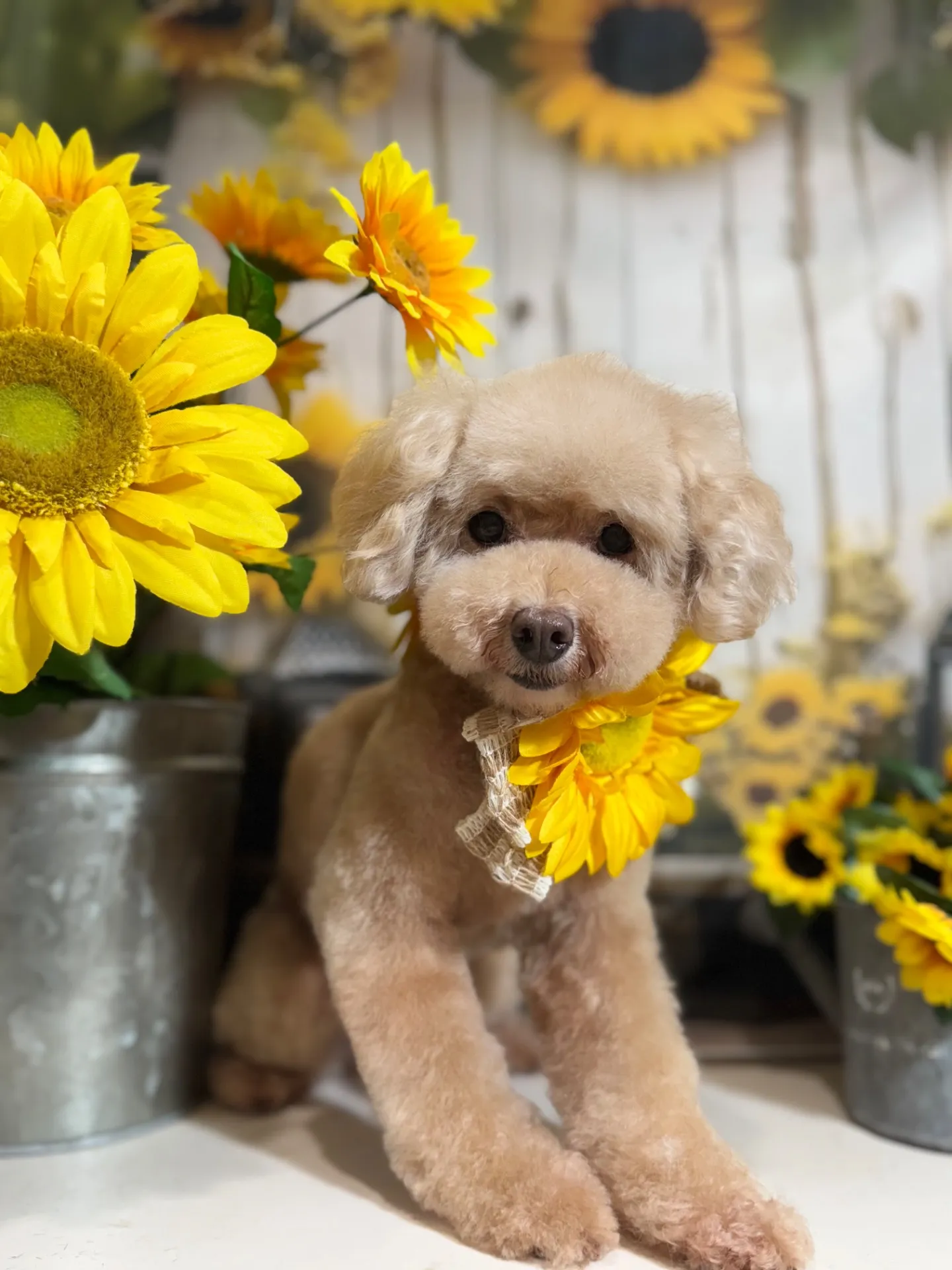 シェリーちゃん