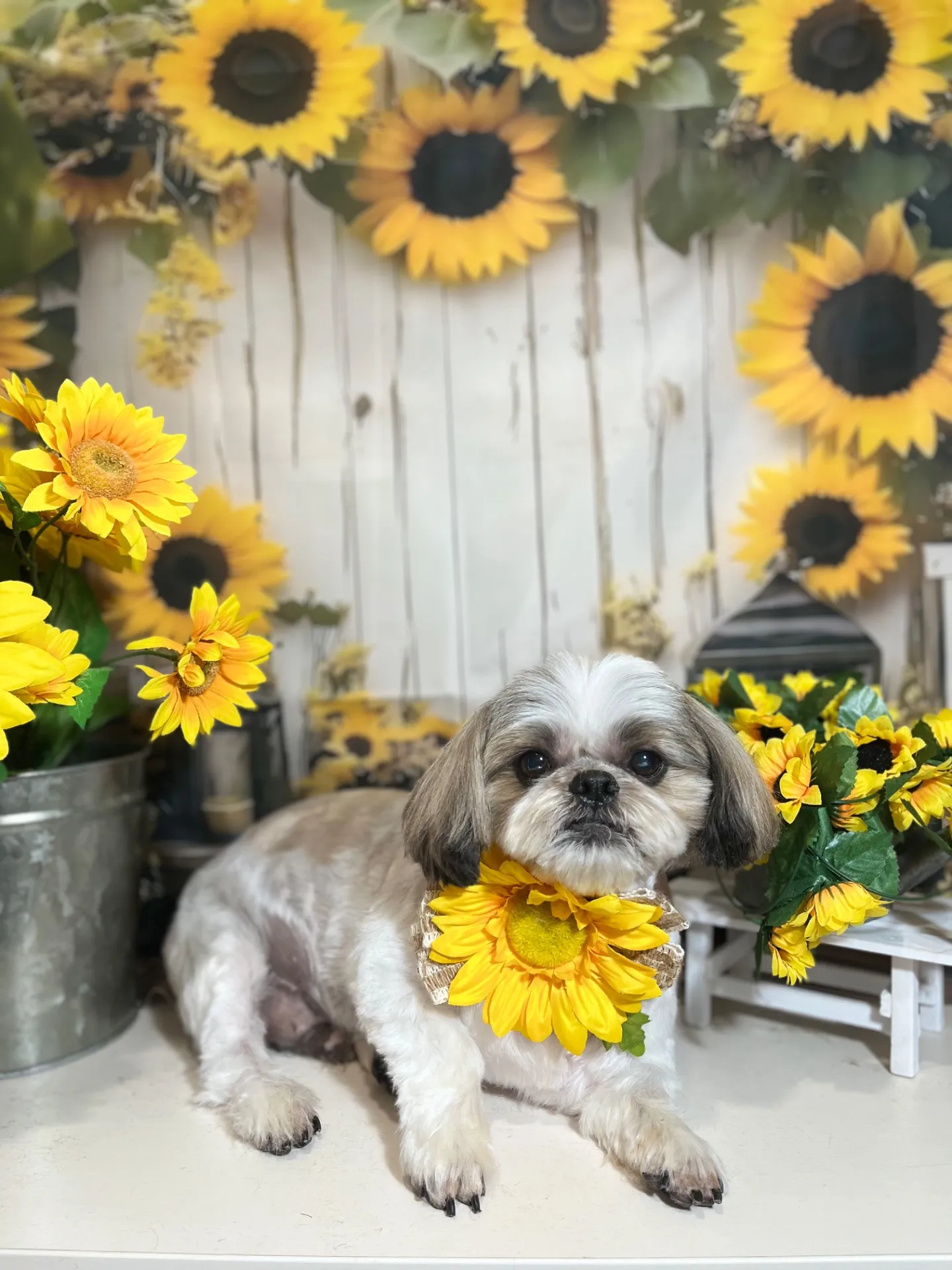 モモタロウくん