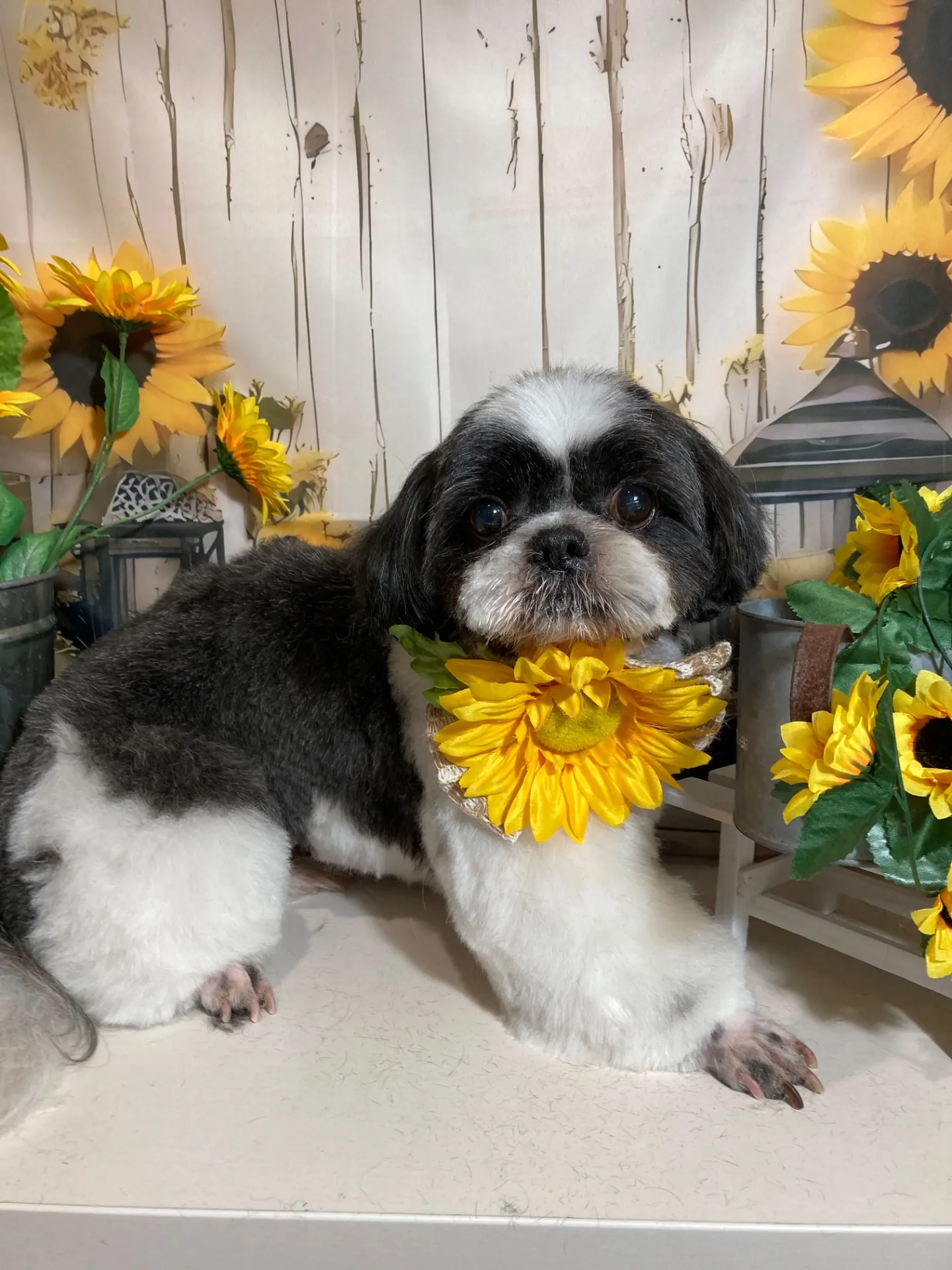 アイノスケくん