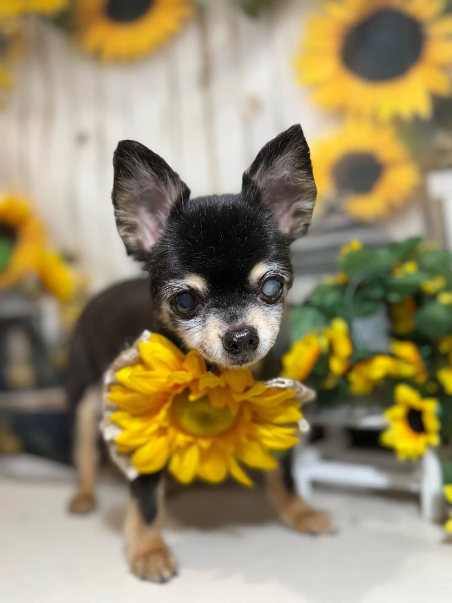 ティアラちゃん