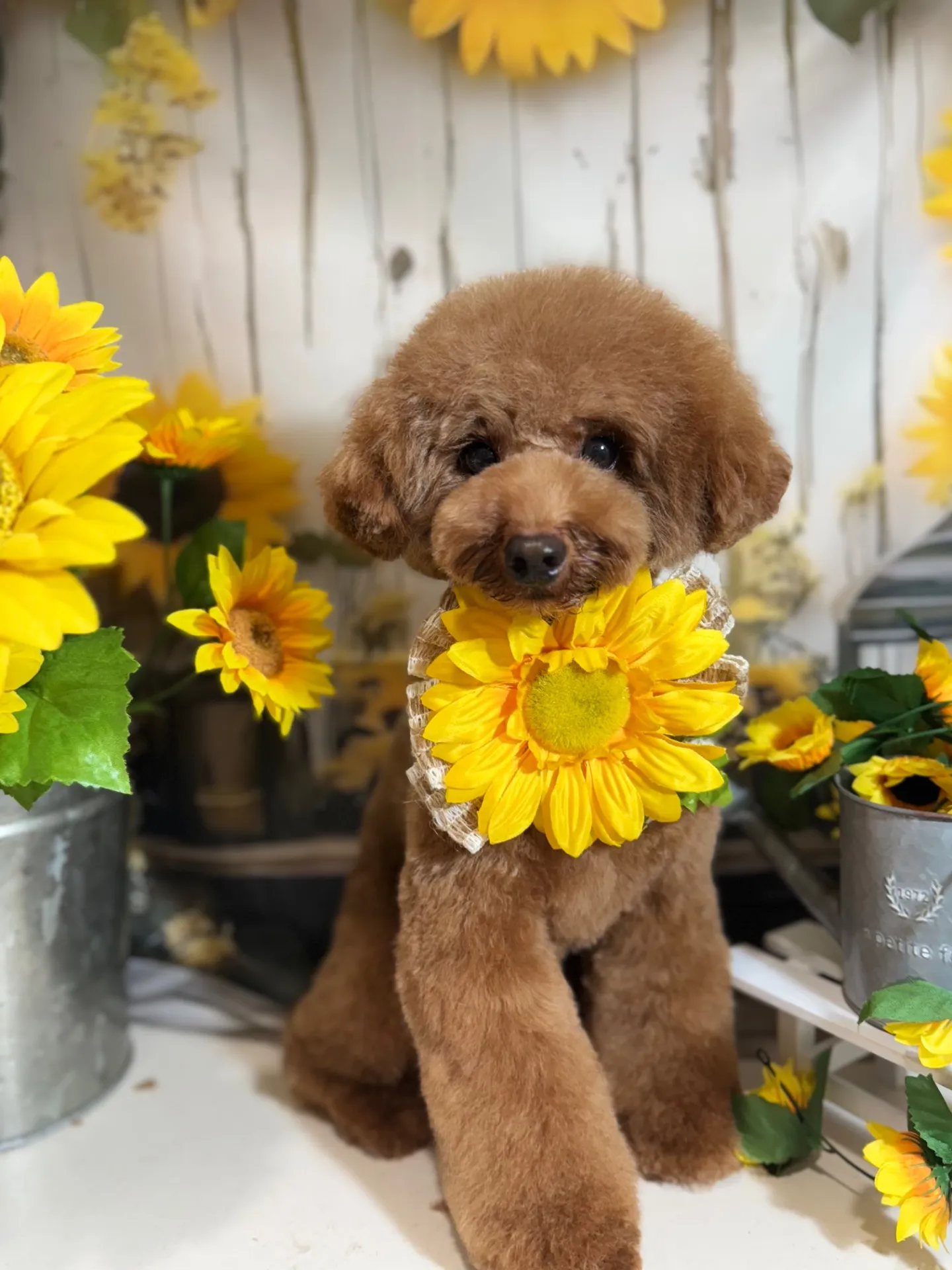 ティガーちゃん