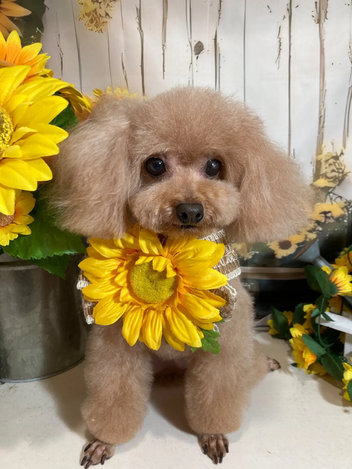 アンジュちゃん