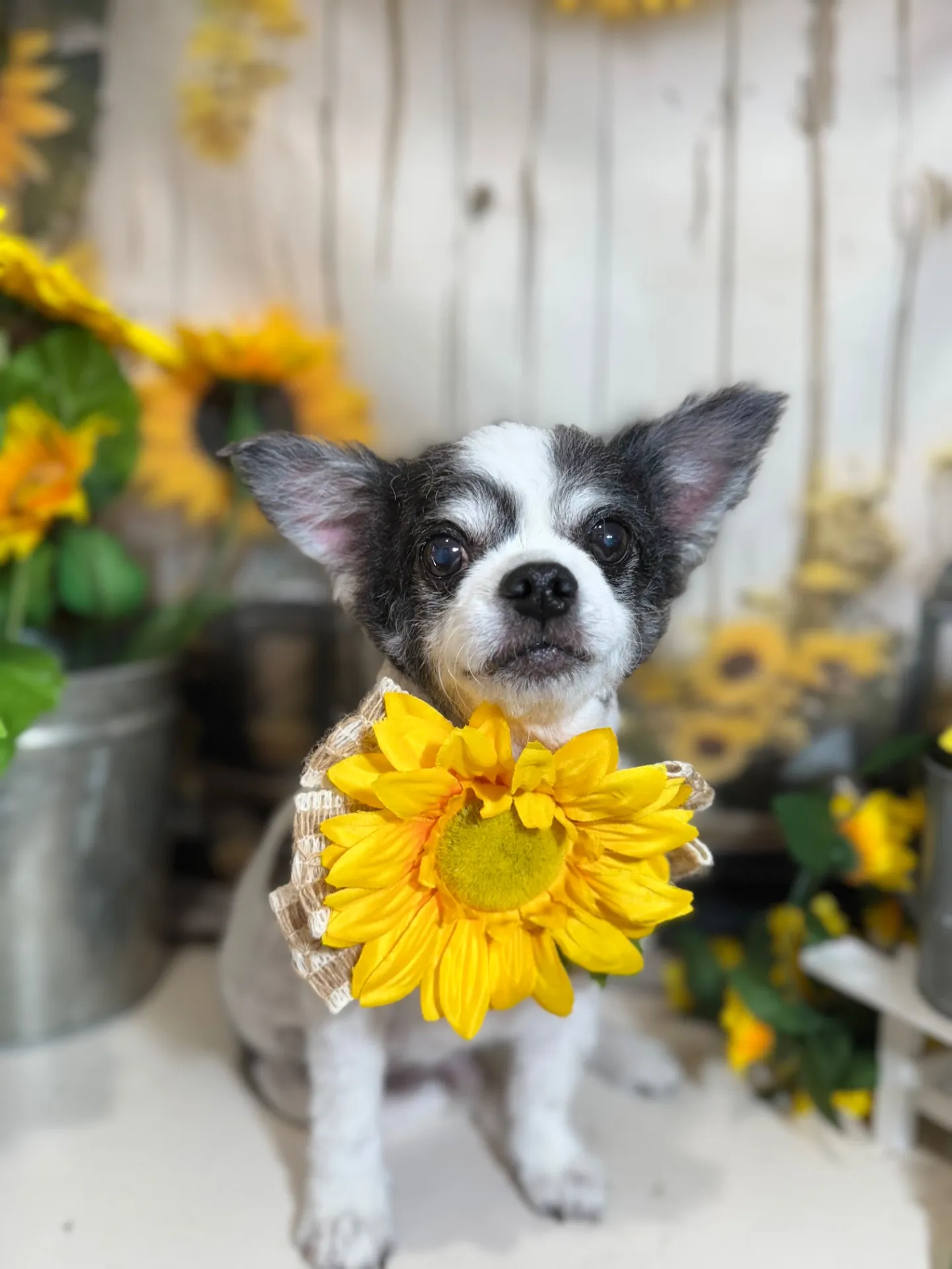 モコタロウくん