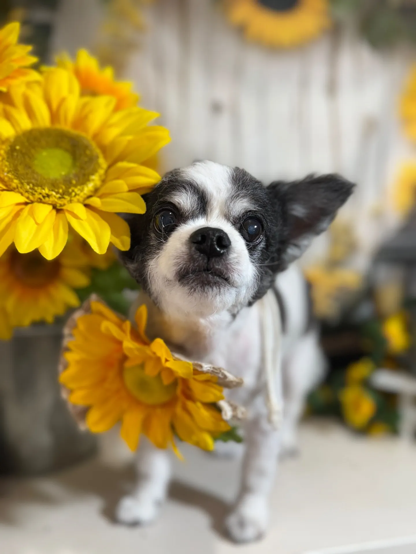 モコタロウくん