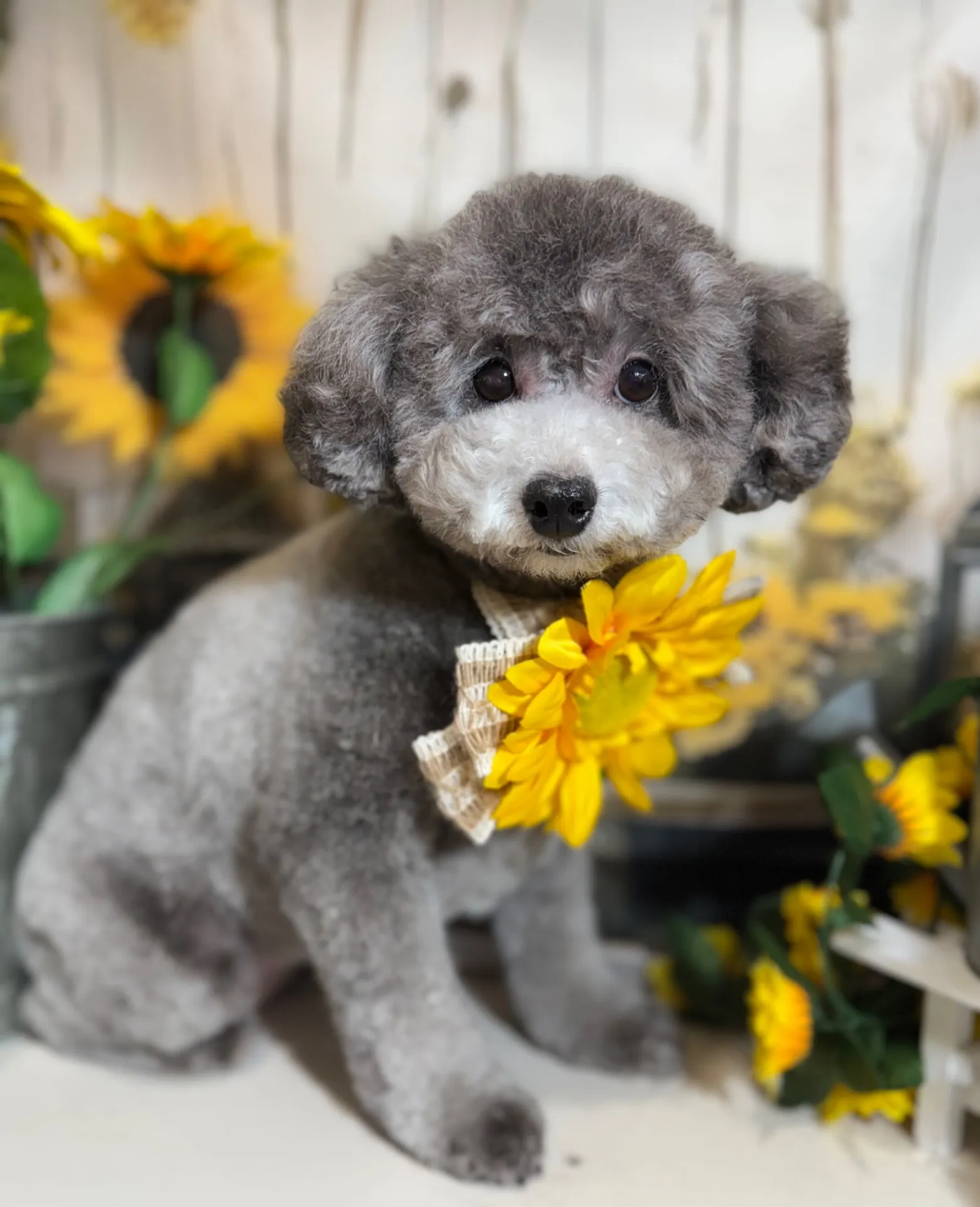 ギンナンちゃん