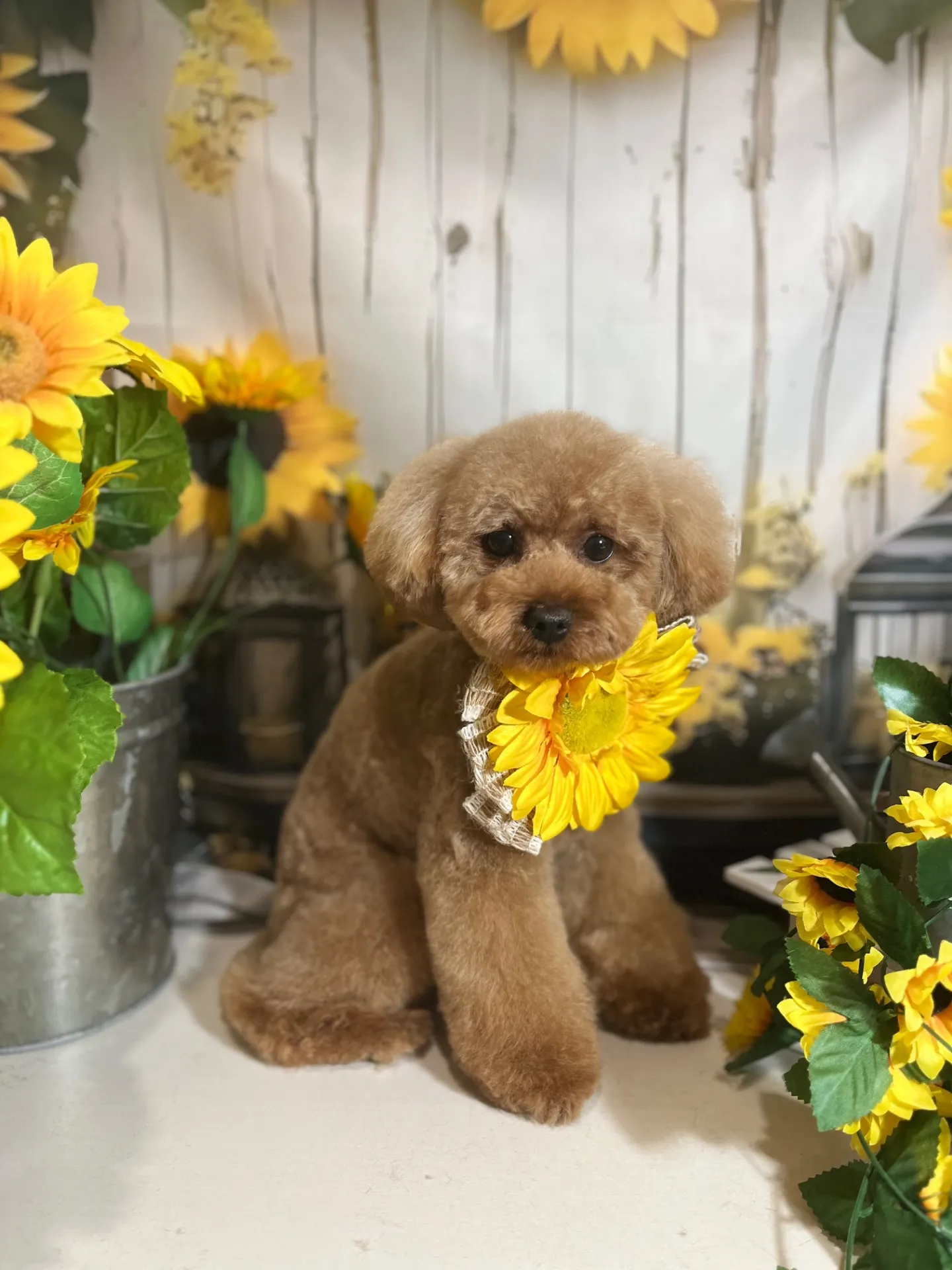 ちゃちゃまるくん