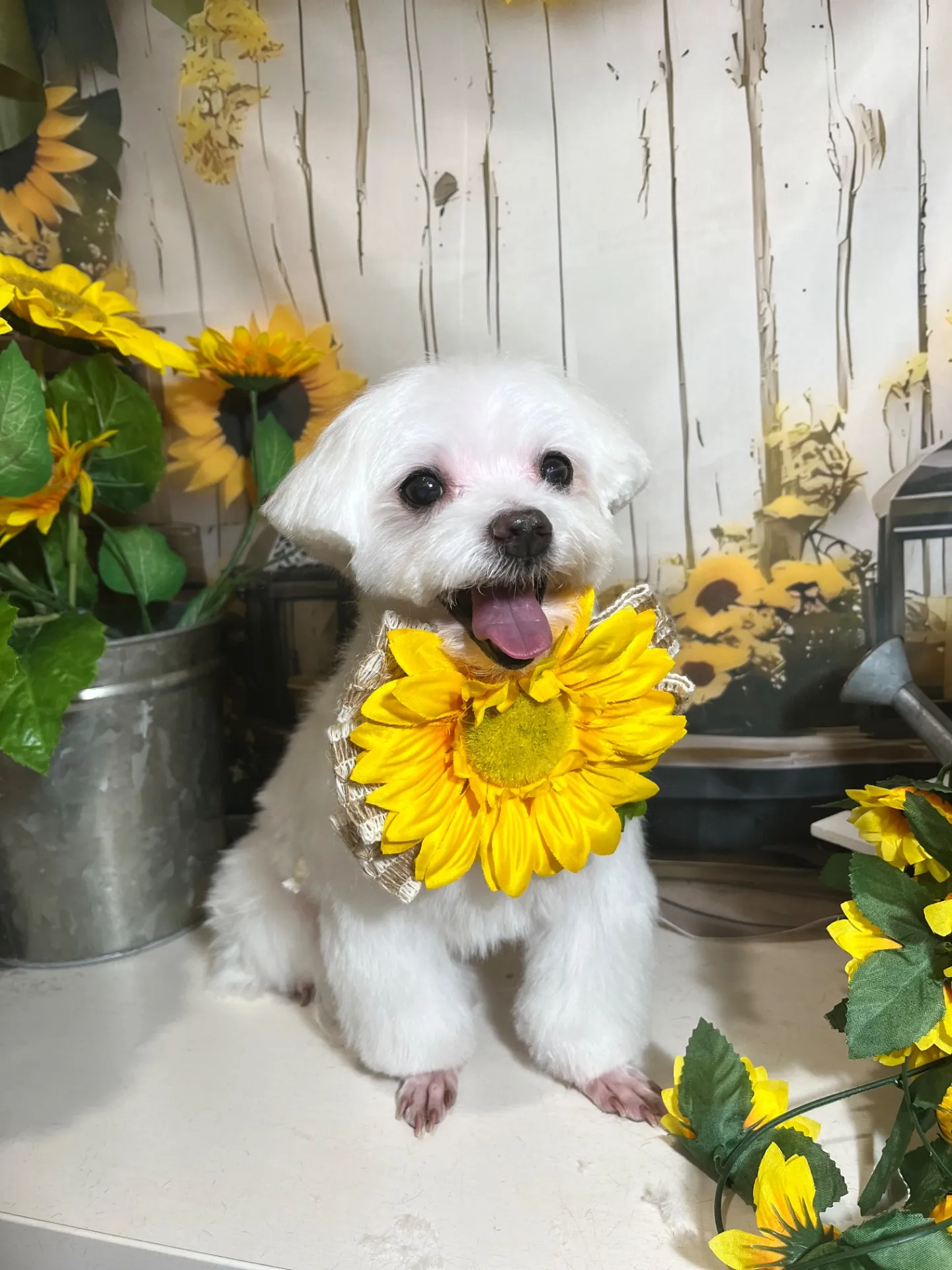 シェリーちゃん