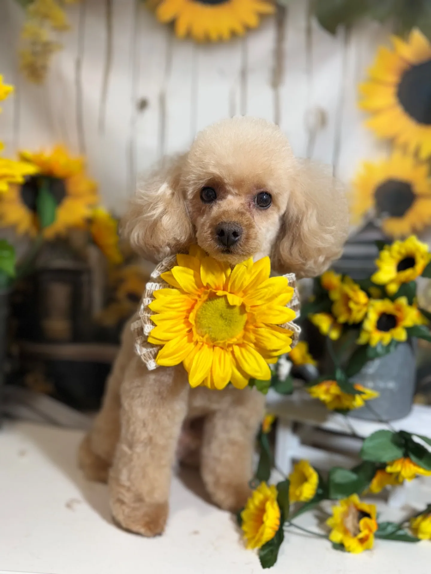 ラルフィちゃん