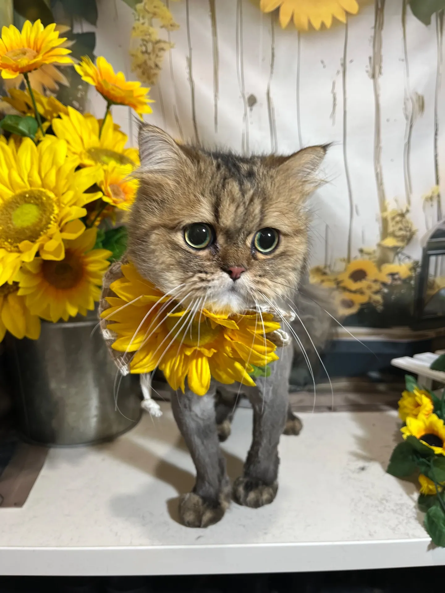 チャチャちゃん