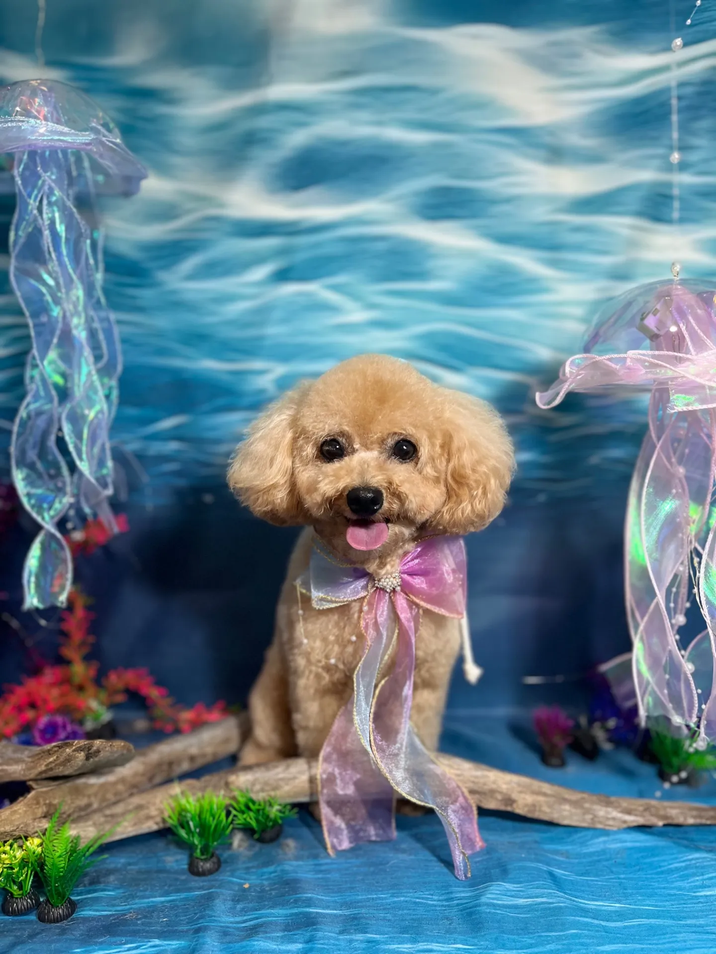 アンディちゃん