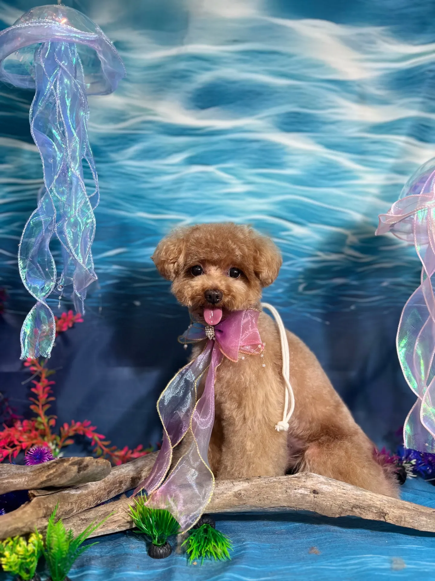 ビジューちゃん