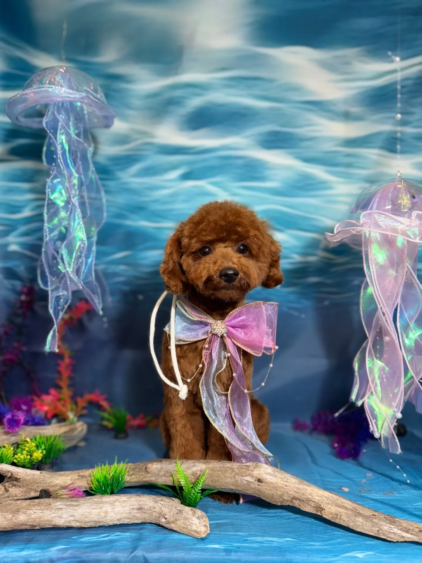 ハイビスカスちゃん