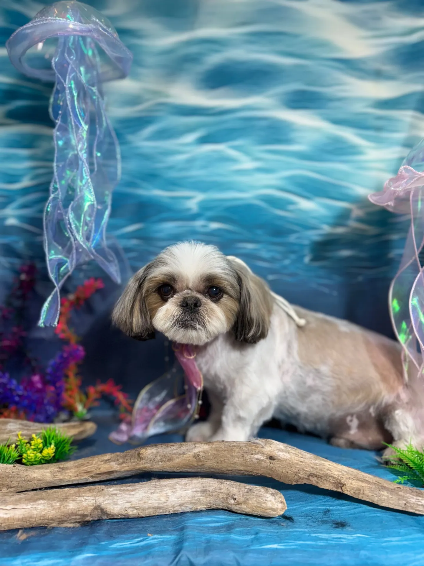 モモタロウくん