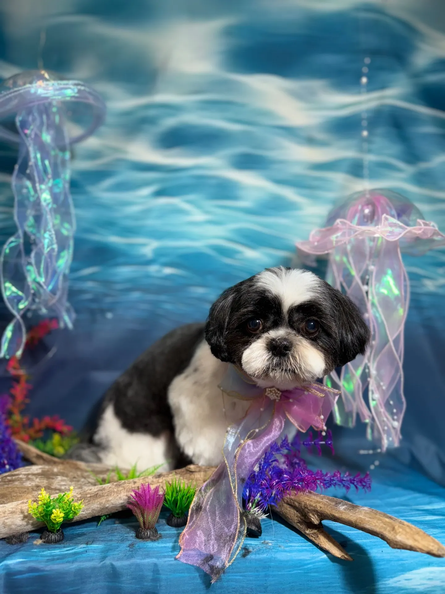 アイノスケくん