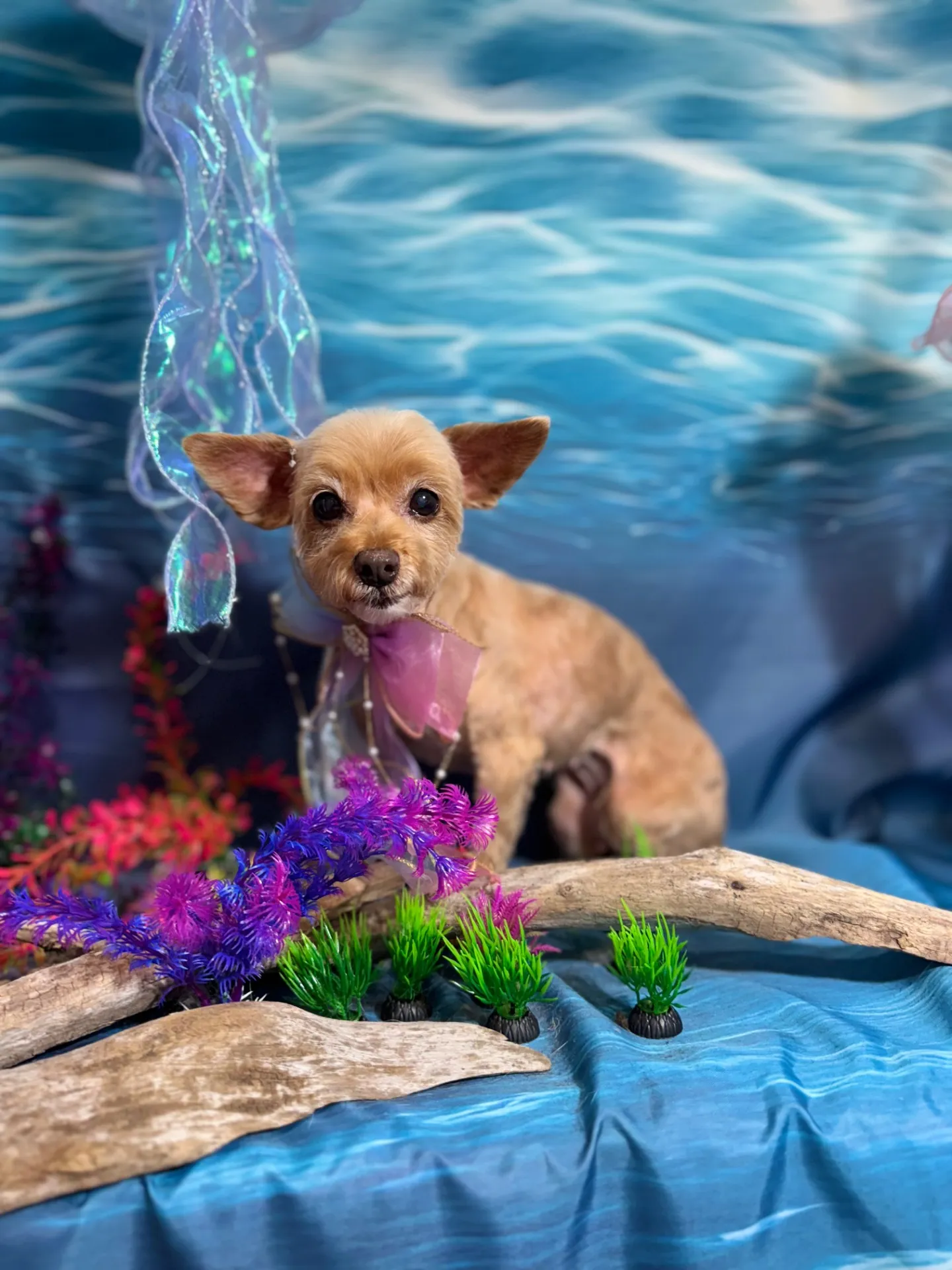 ティアラちゃん