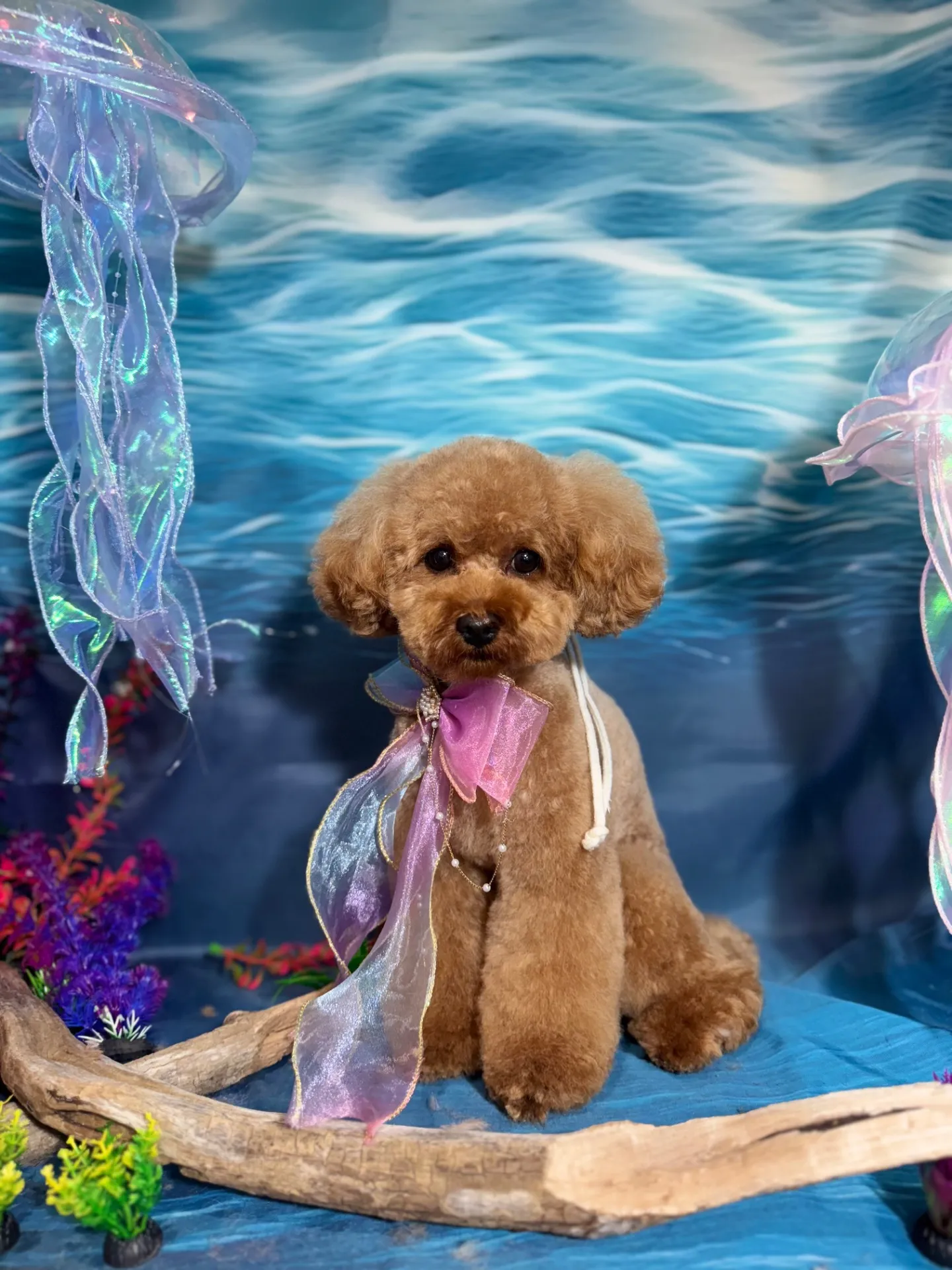 チャチャマルくん