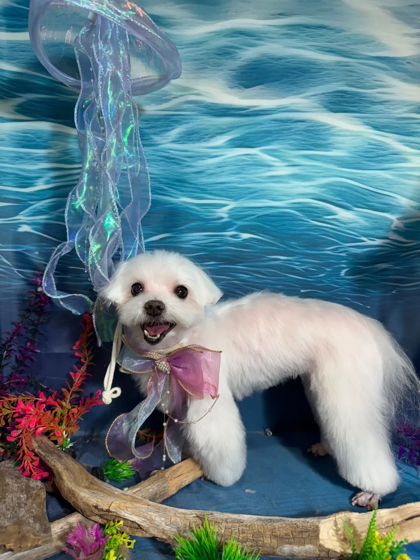 シェリーちゃん