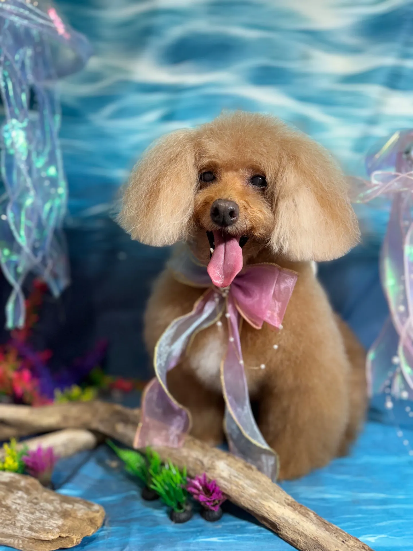 クッキーちゃん