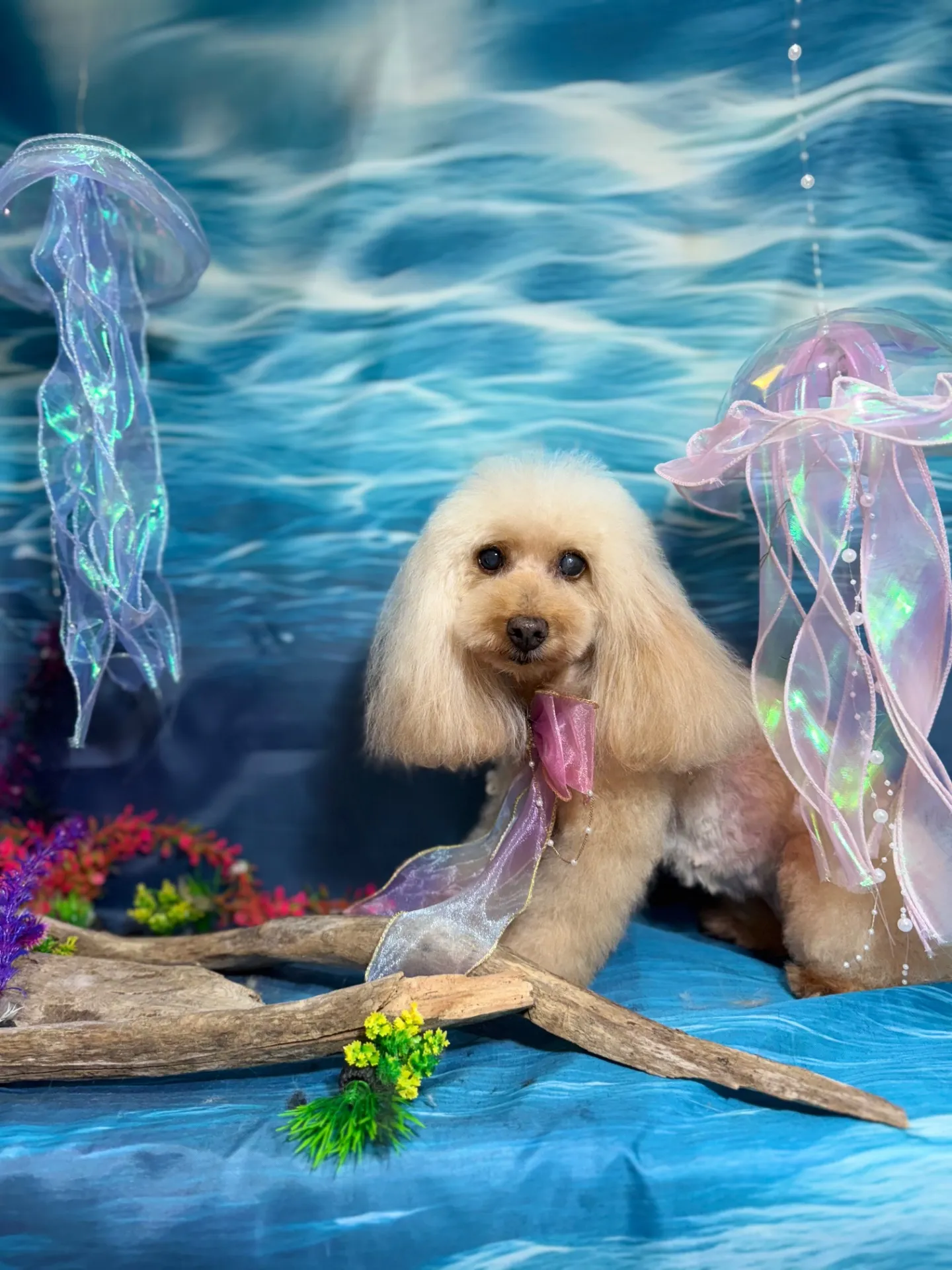 チェリーちゃん