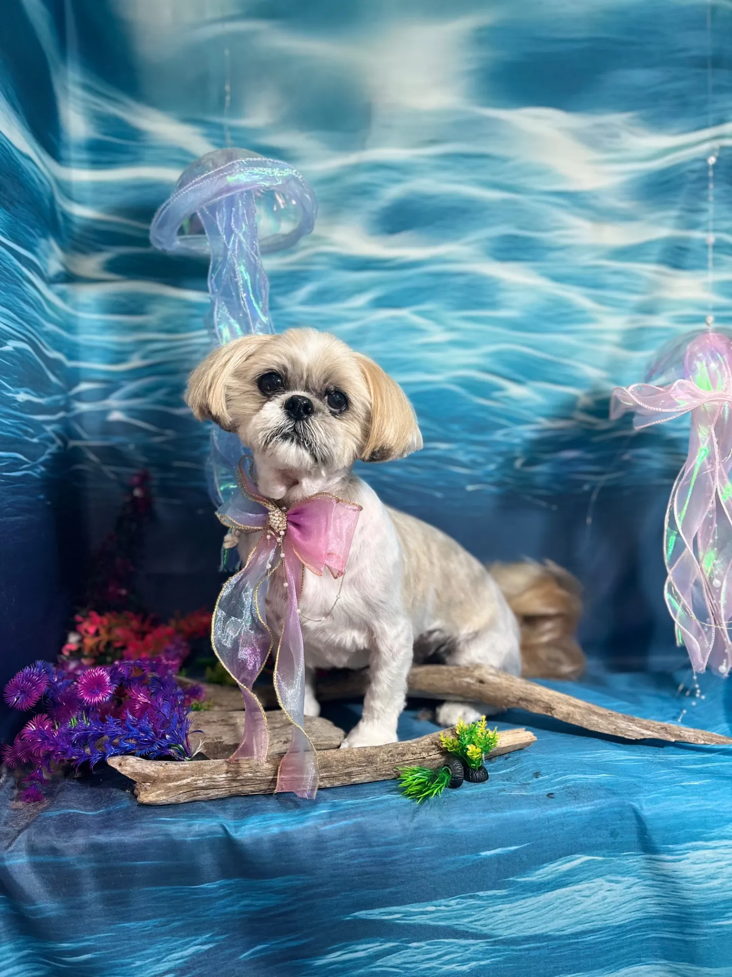 チャップリンくん