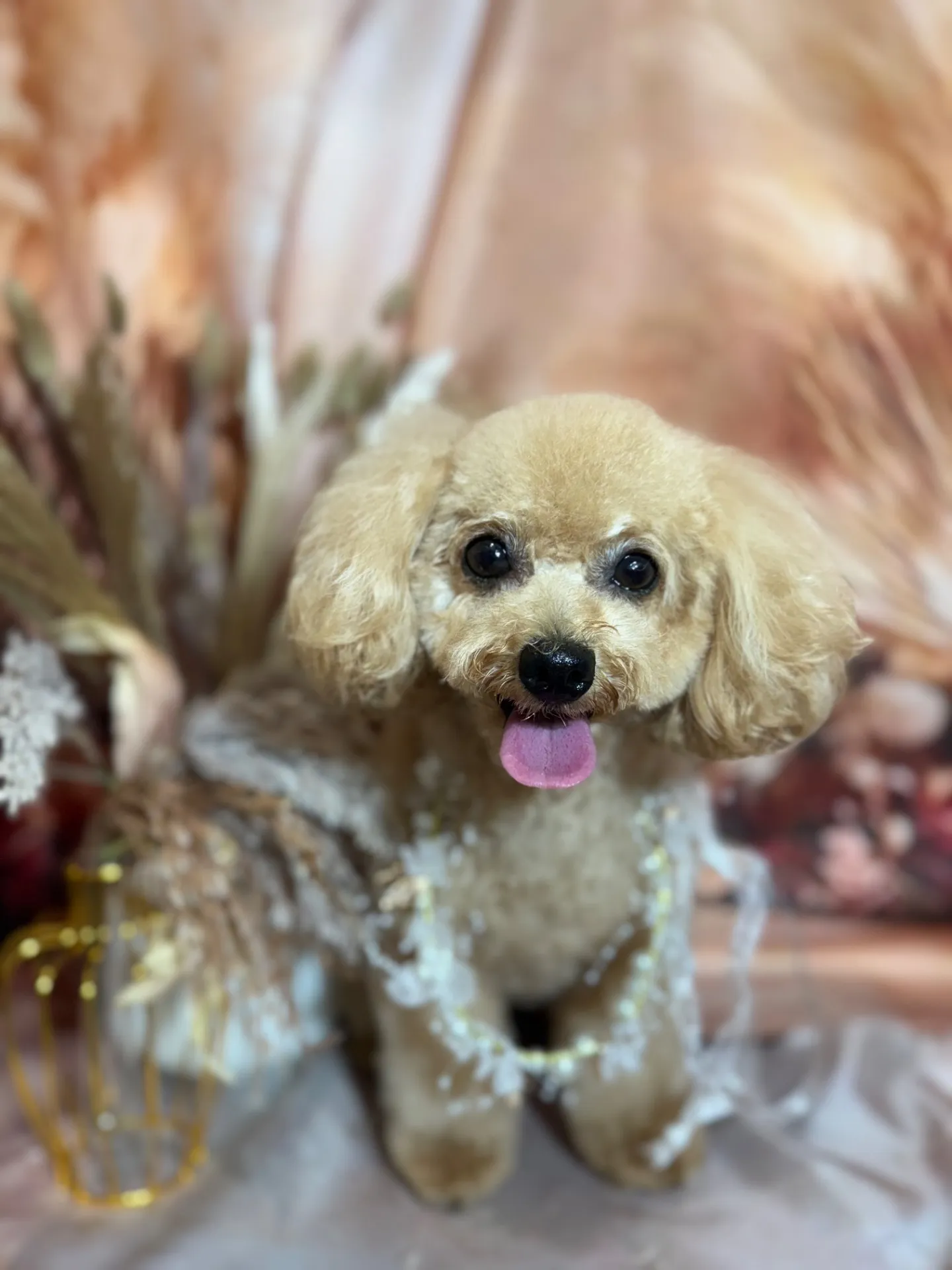 アンディちゃん