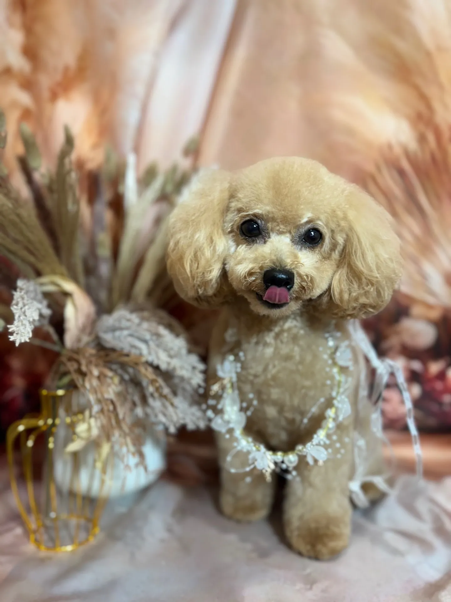 アンディちゃん