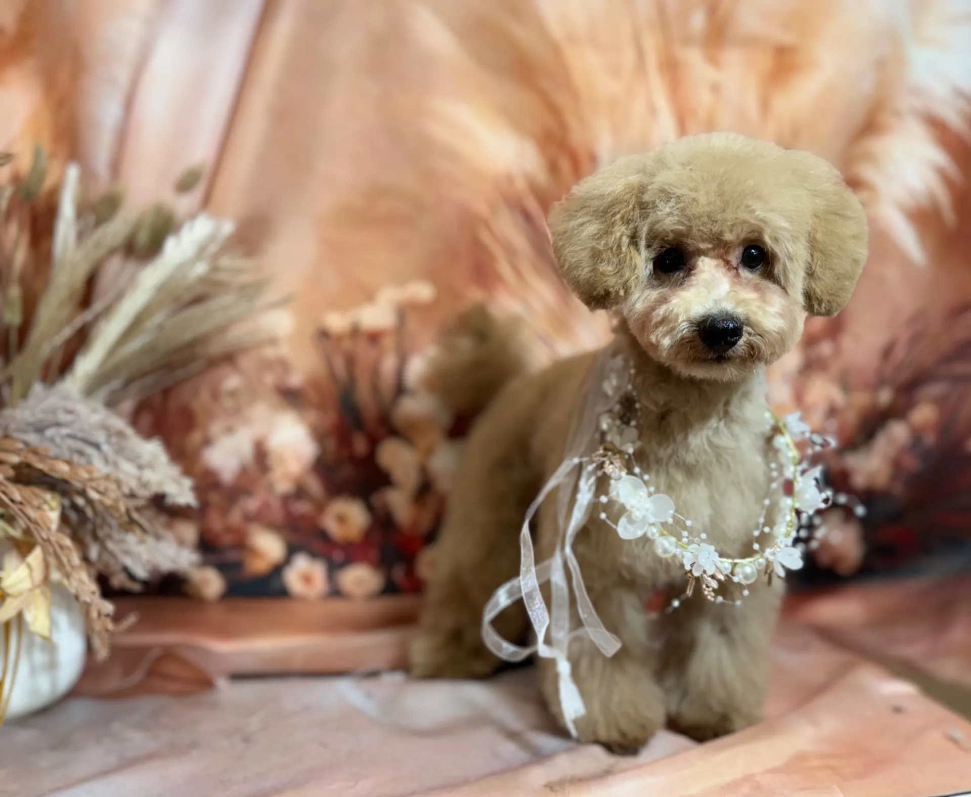 ポテマルちゃん