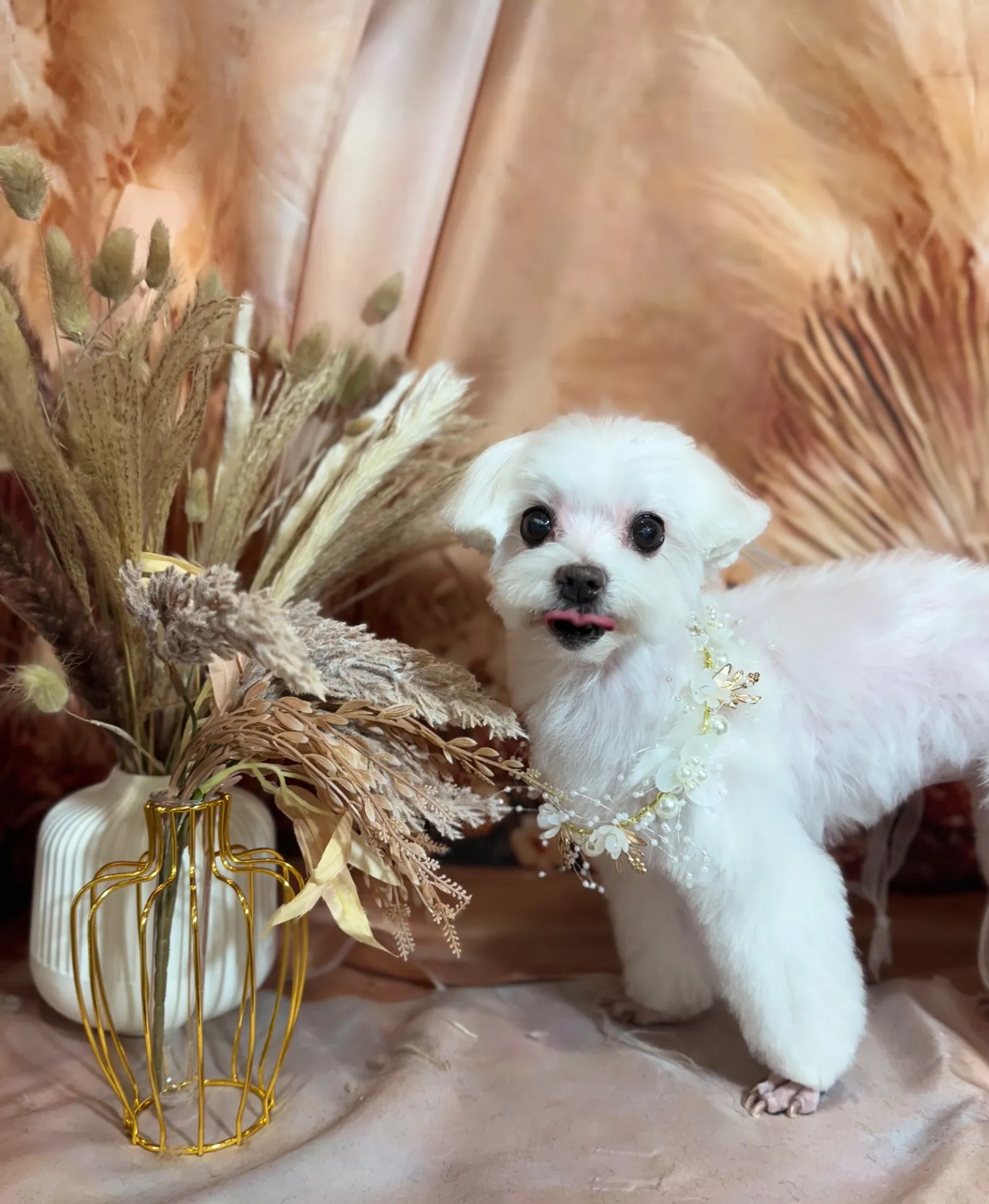 シェリーちゃん