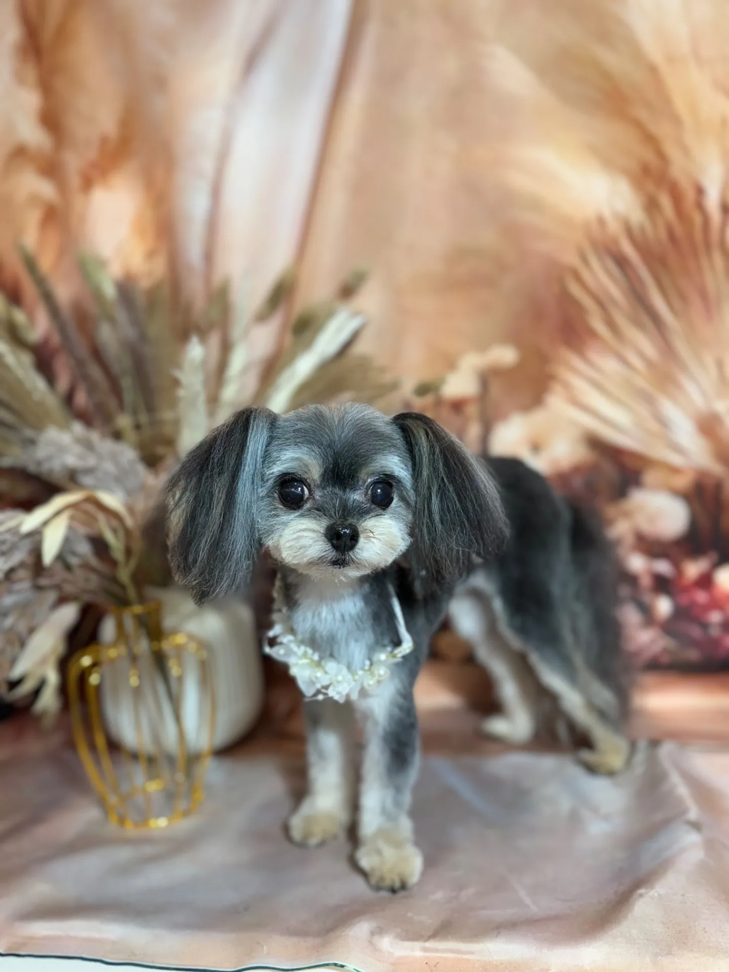 ショコラちゃん