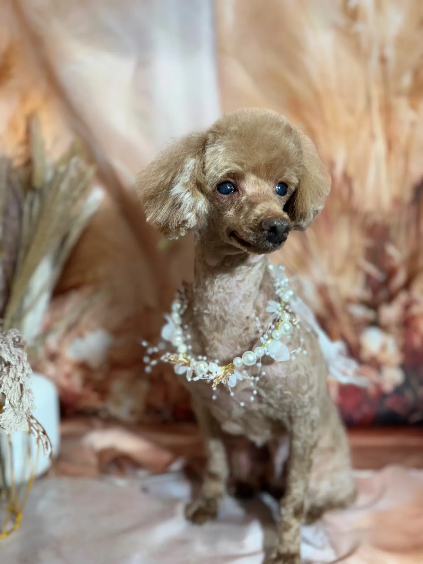 クッキーちゃん