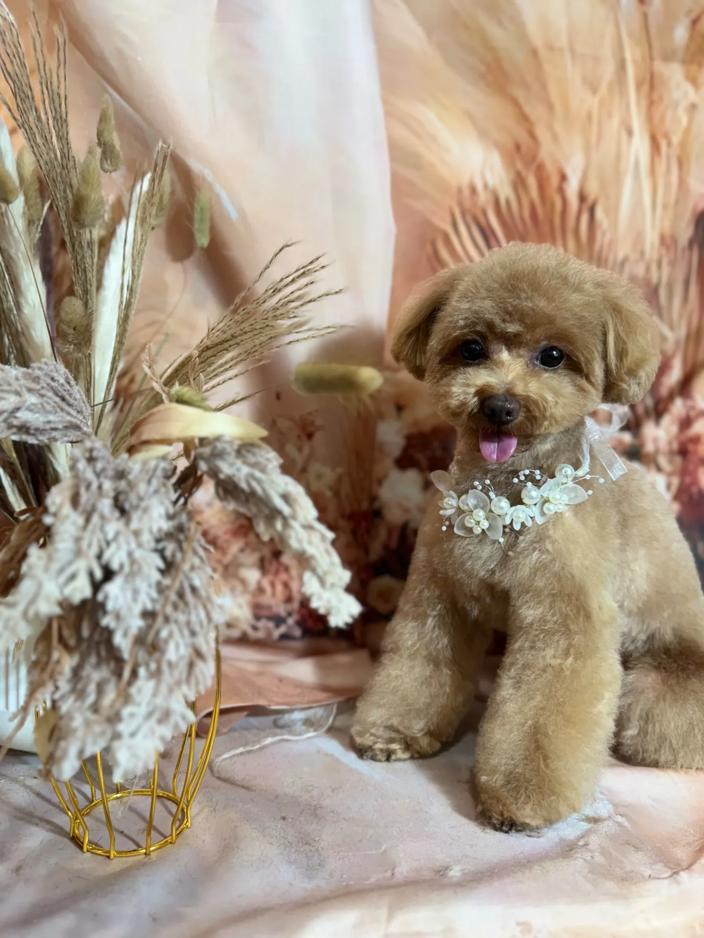 ビジューちゃん