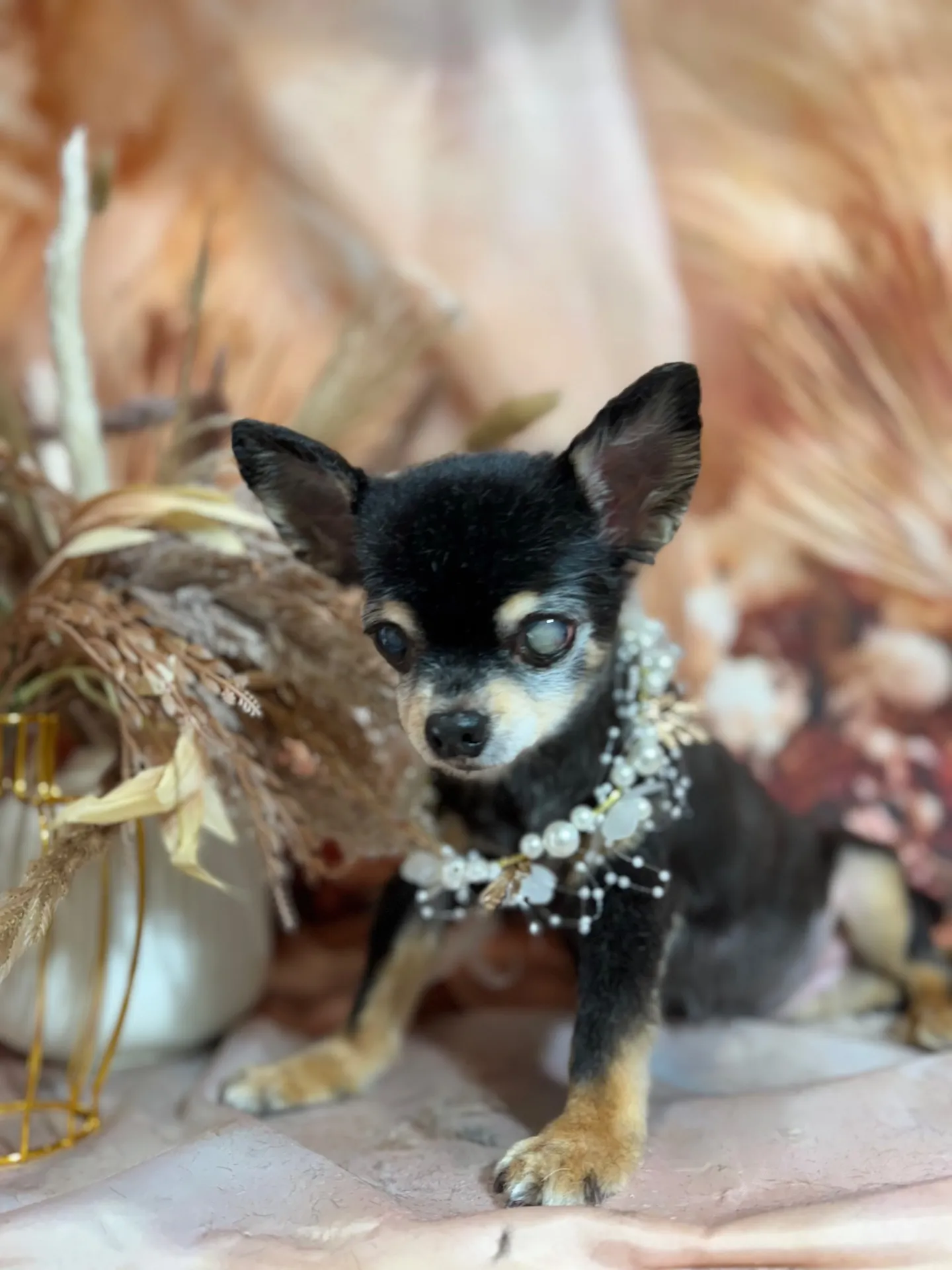 ティアラちゃん