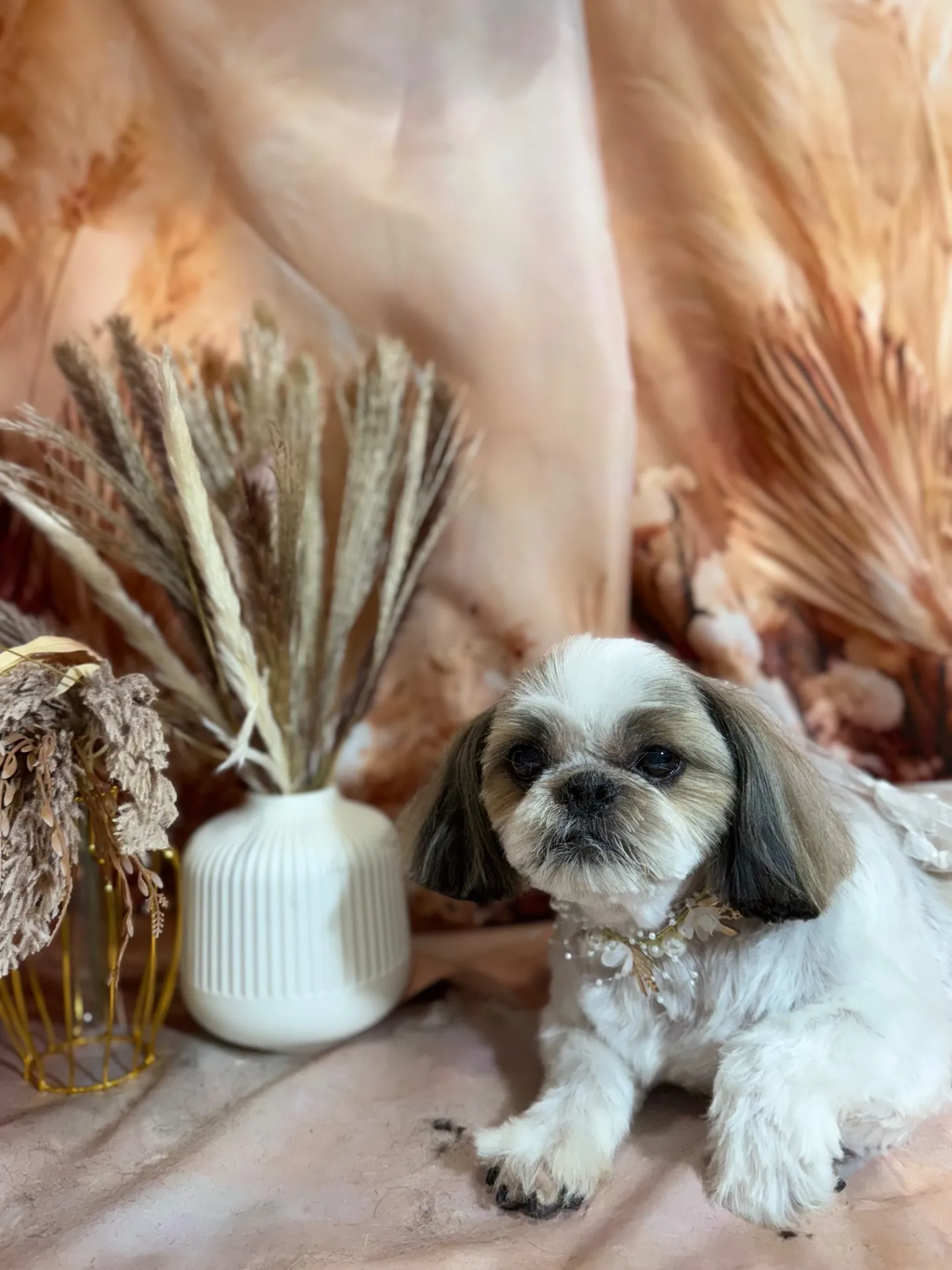 モモタロウくん