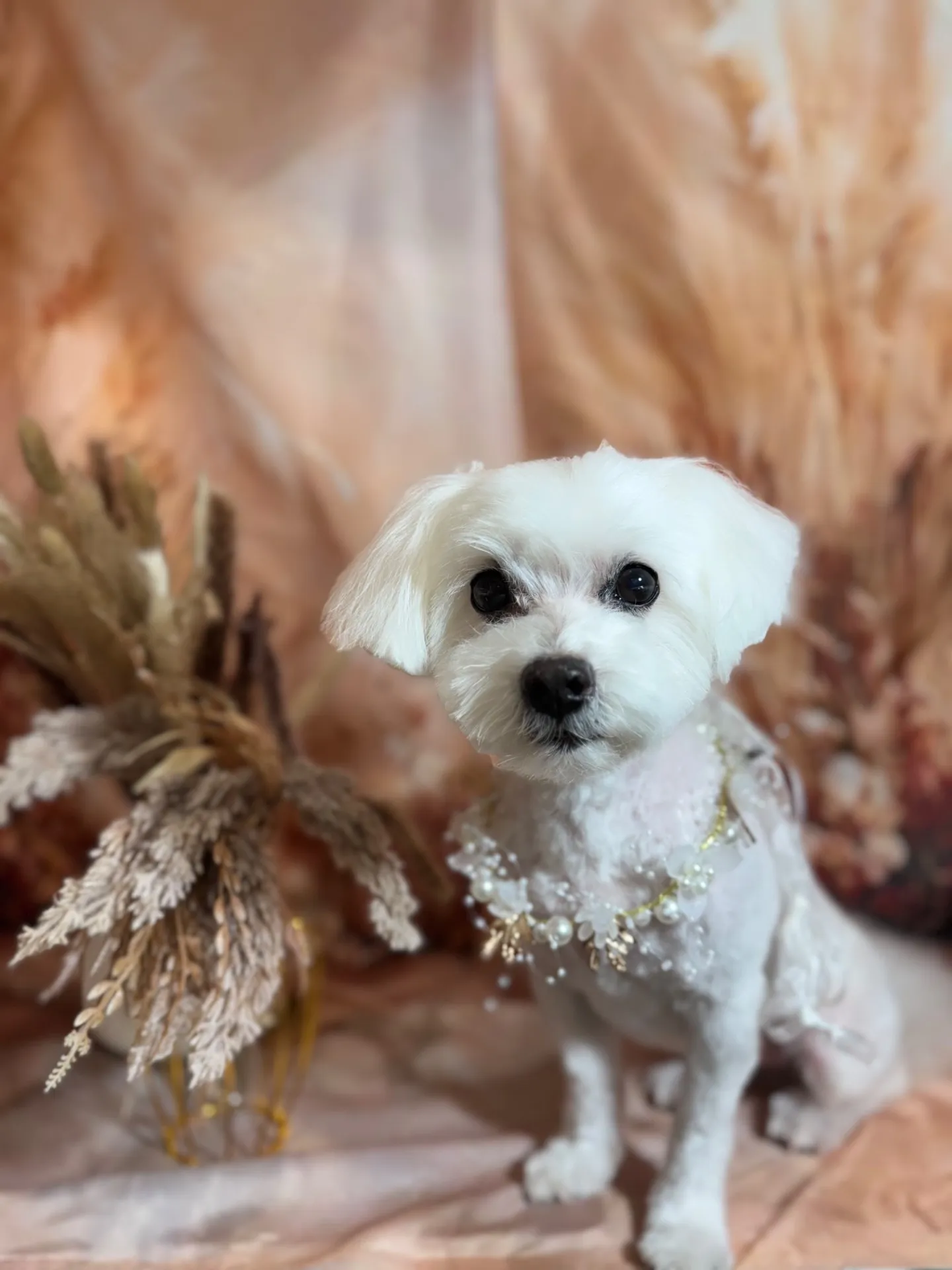 ティファニーちゃん