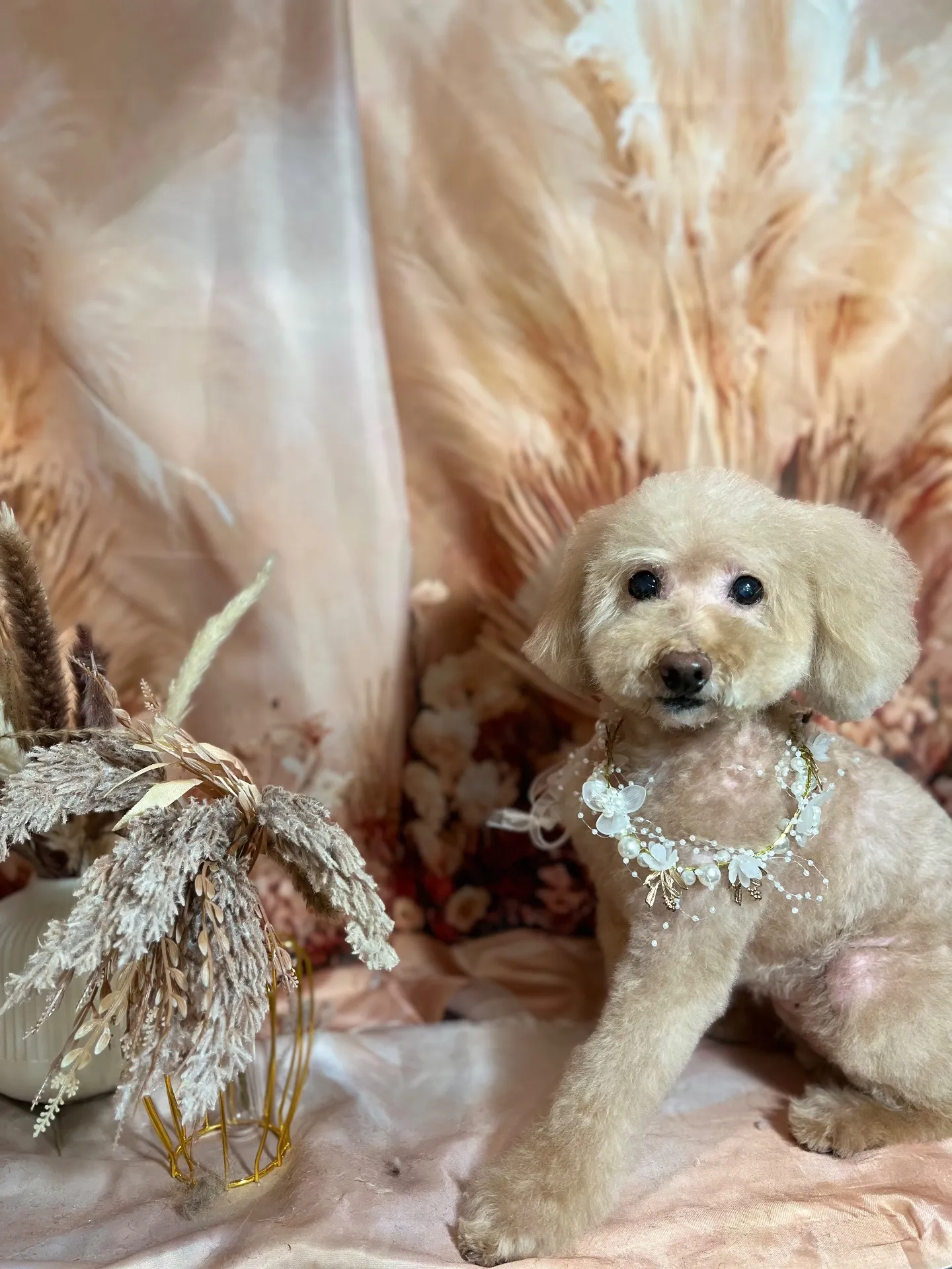 ティアラちゃん