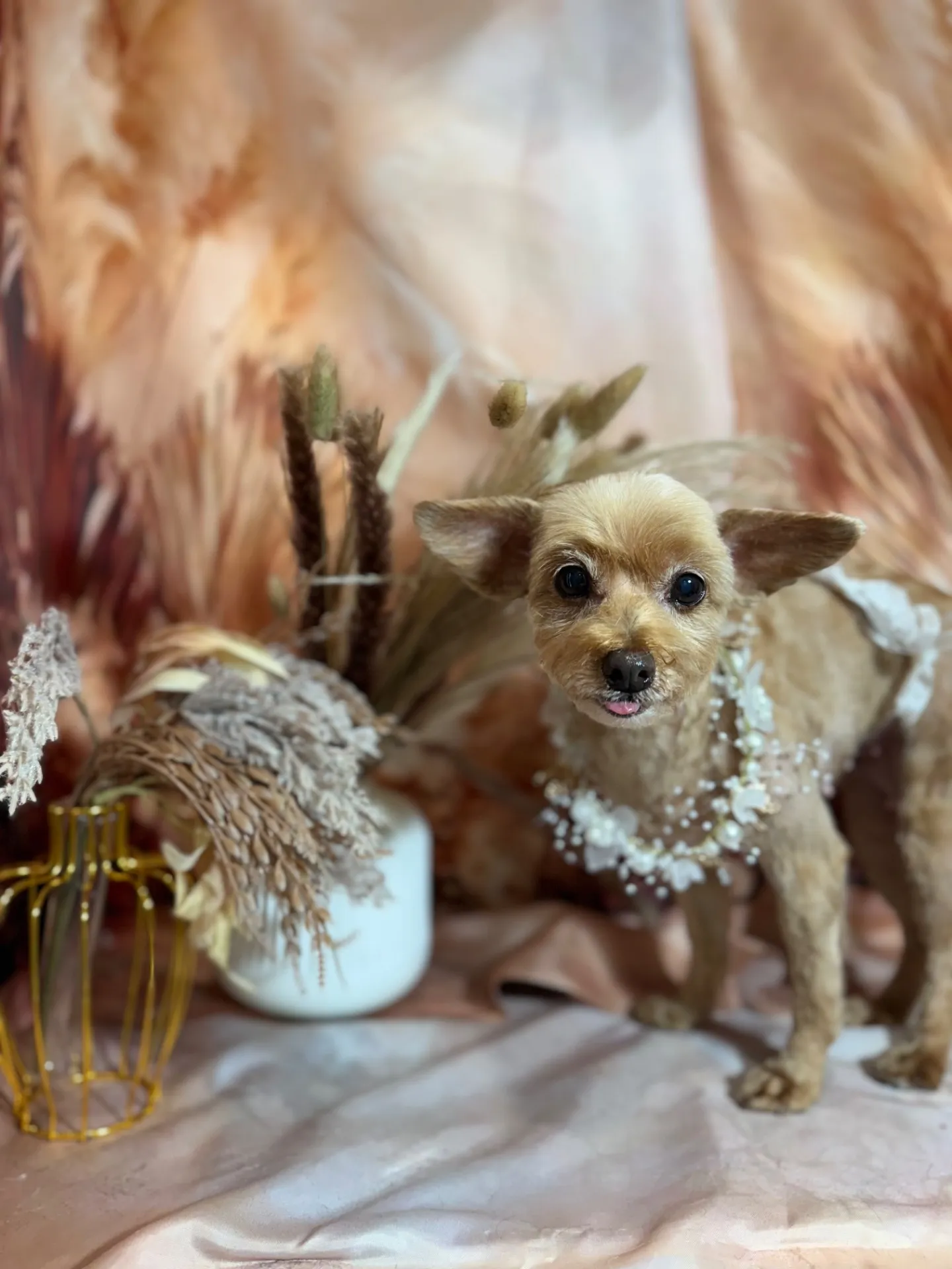 ティアラちゃん