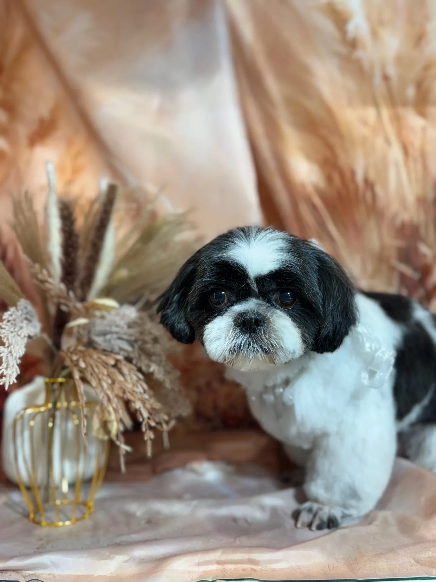 アイノスケくん