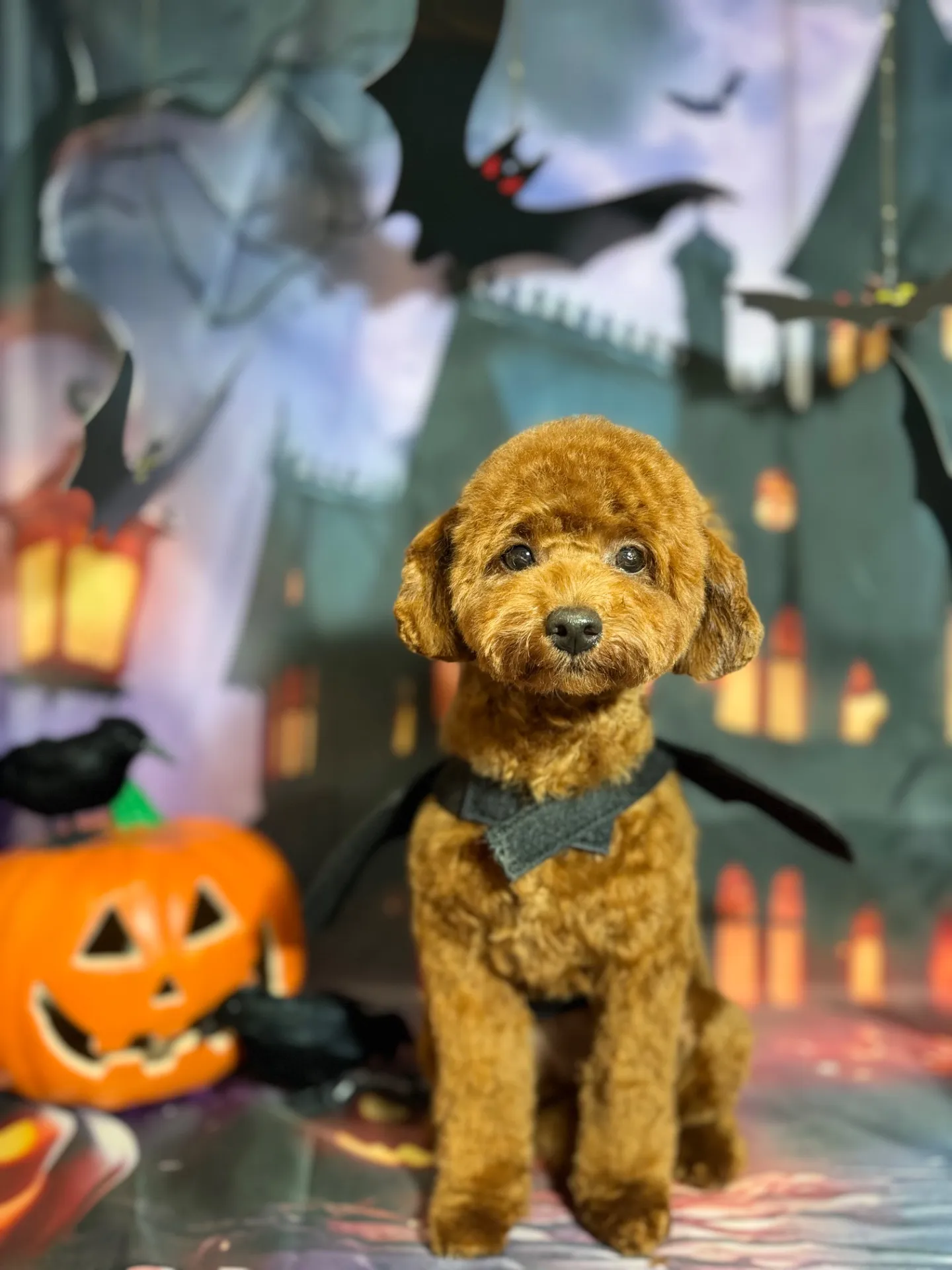 ハイビスカスちゃん