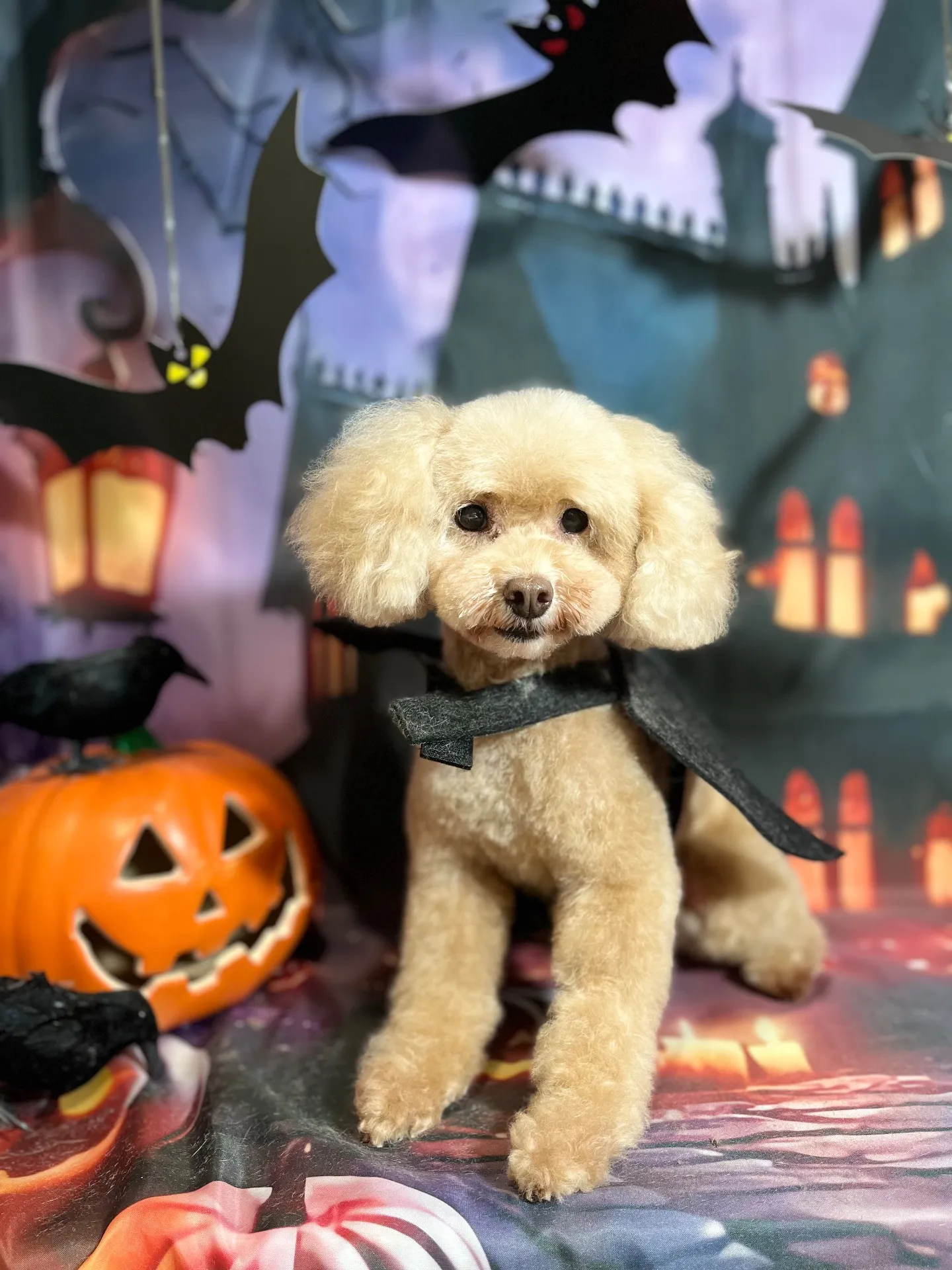 シェリーちゃん