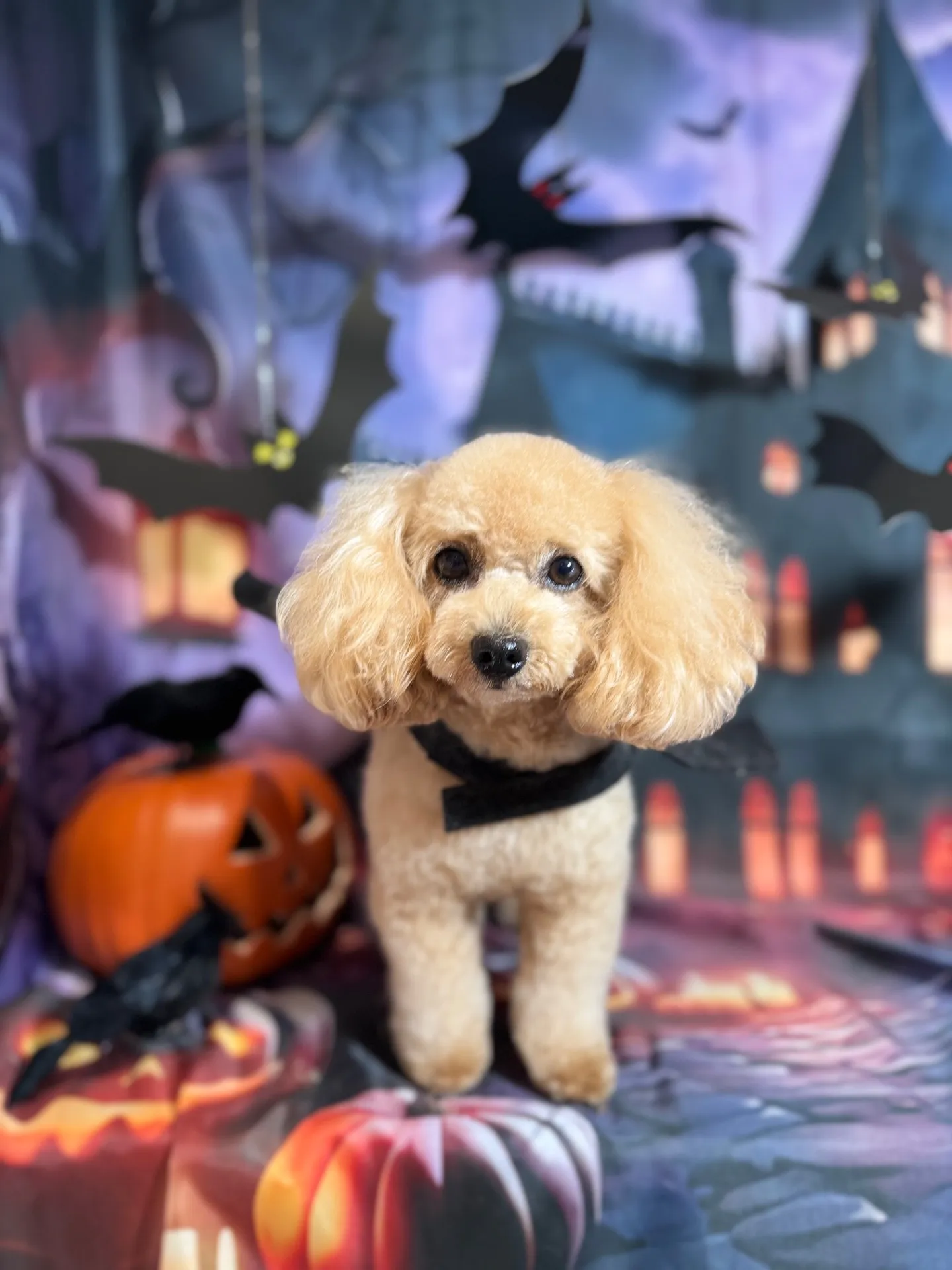 アンディちゃん