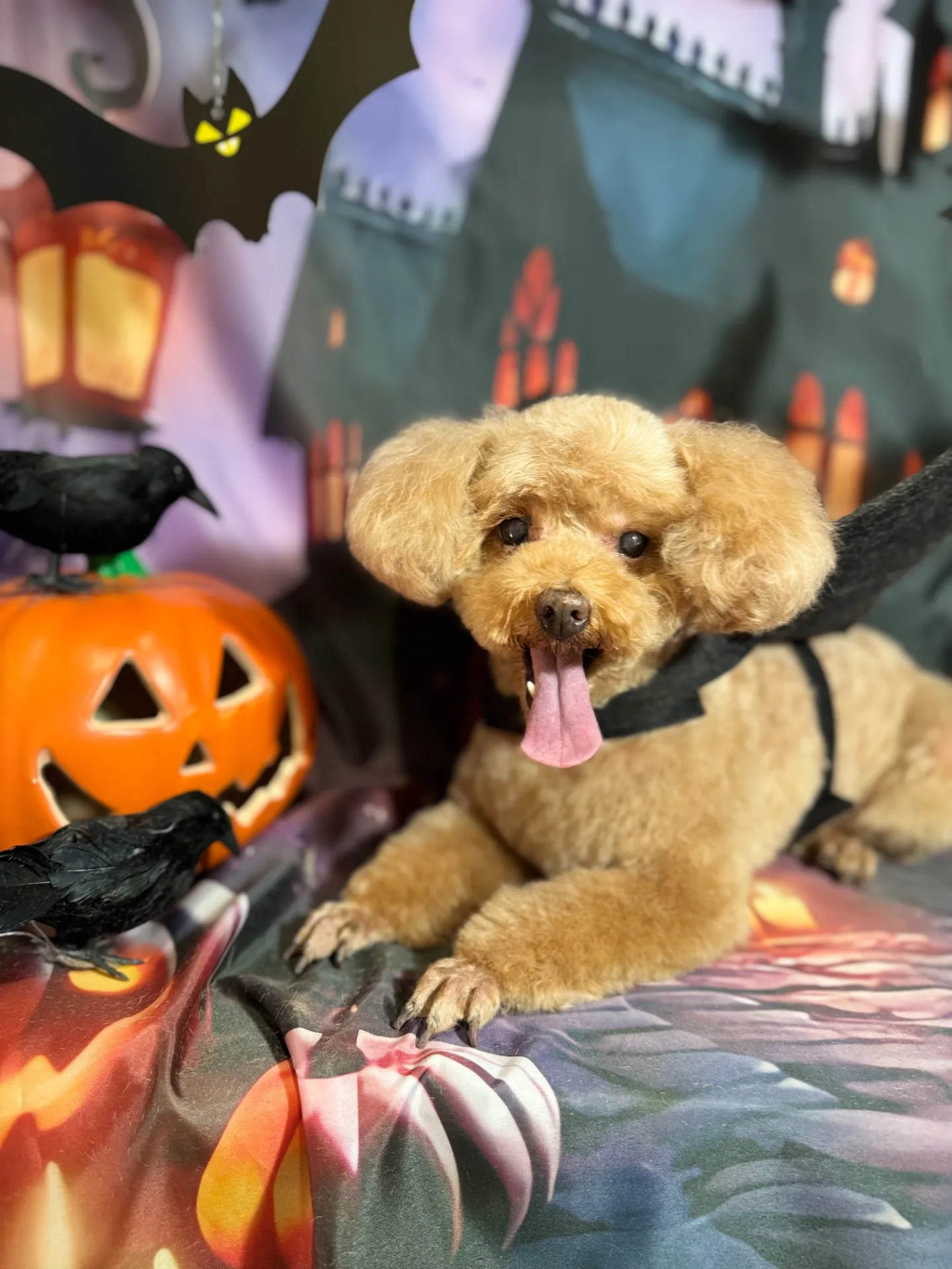 シェリーちゃん